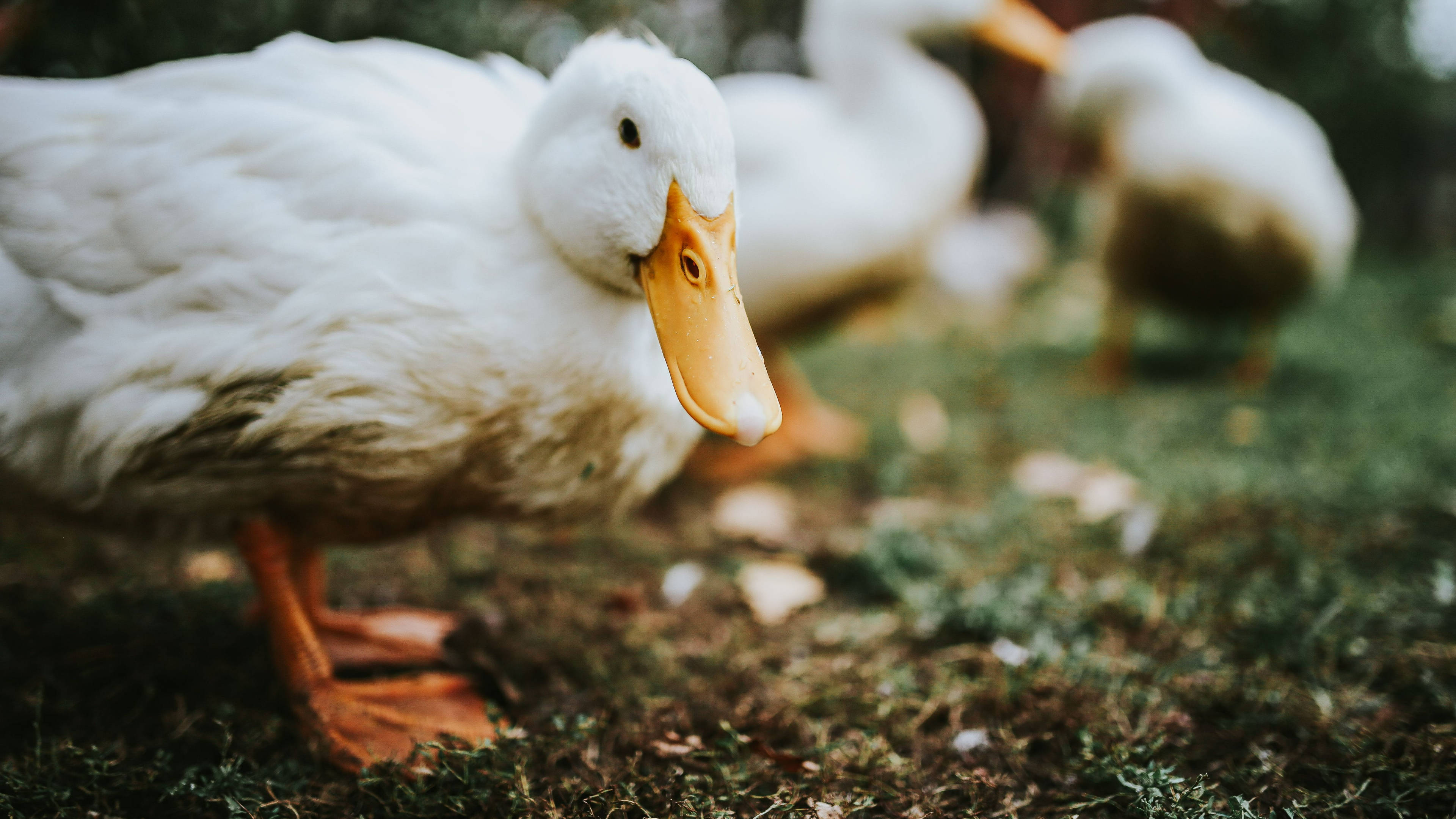 White Duck, orange beak, orange feet, 4K Desktop Wallpaper