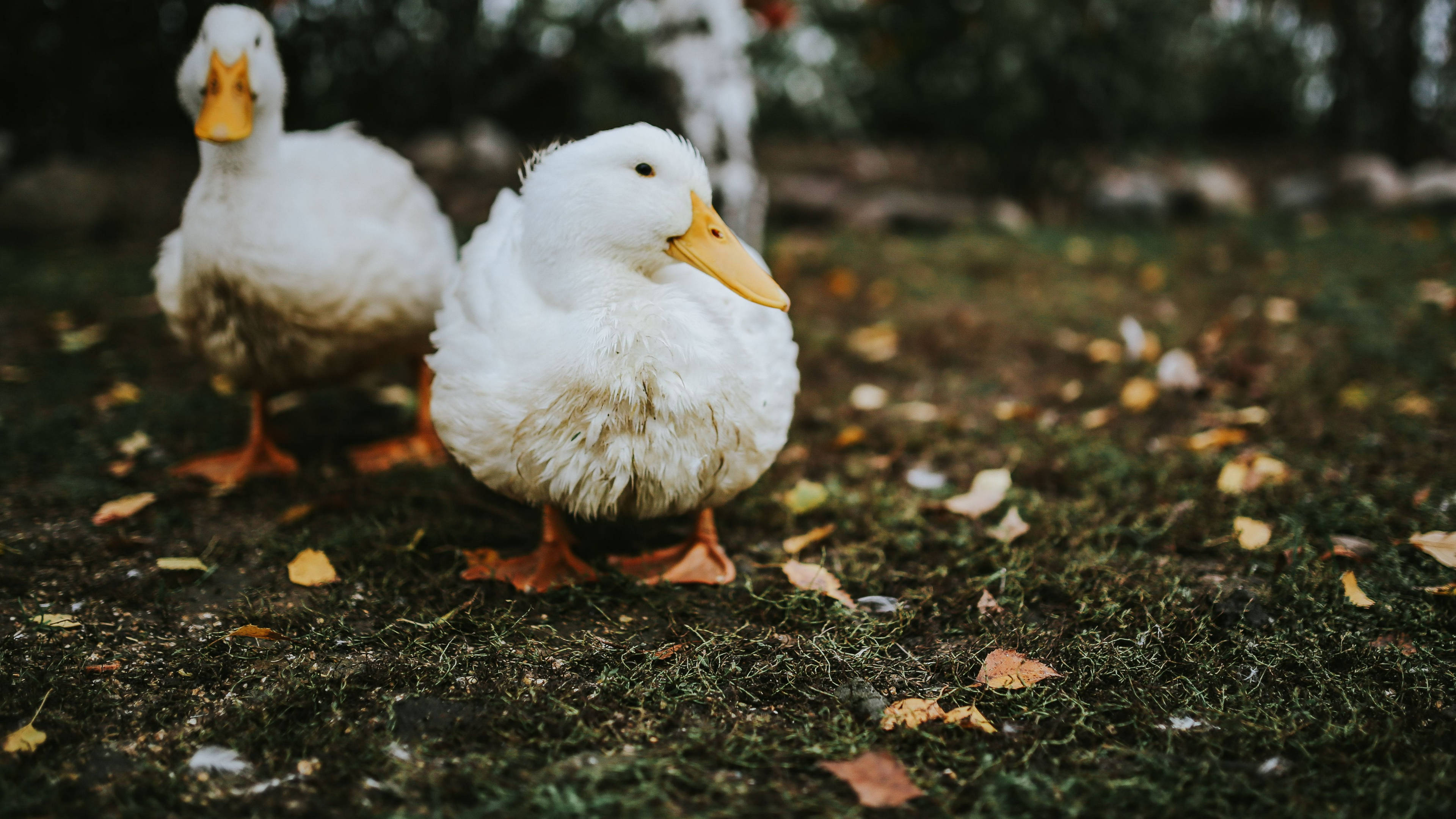 white ducks, mossy ground, autumn leaves, 4K Desktop Wallpaper