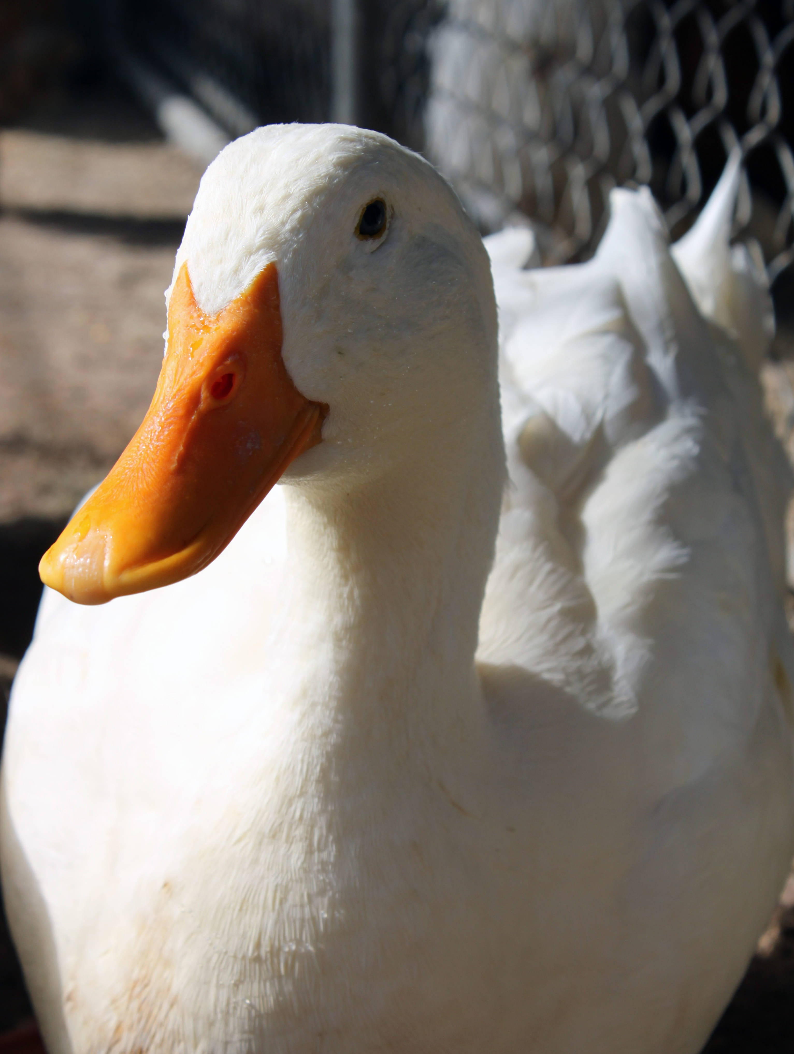 White Duck, orange beak, bright sunlight, 4K Phone Wallpaper