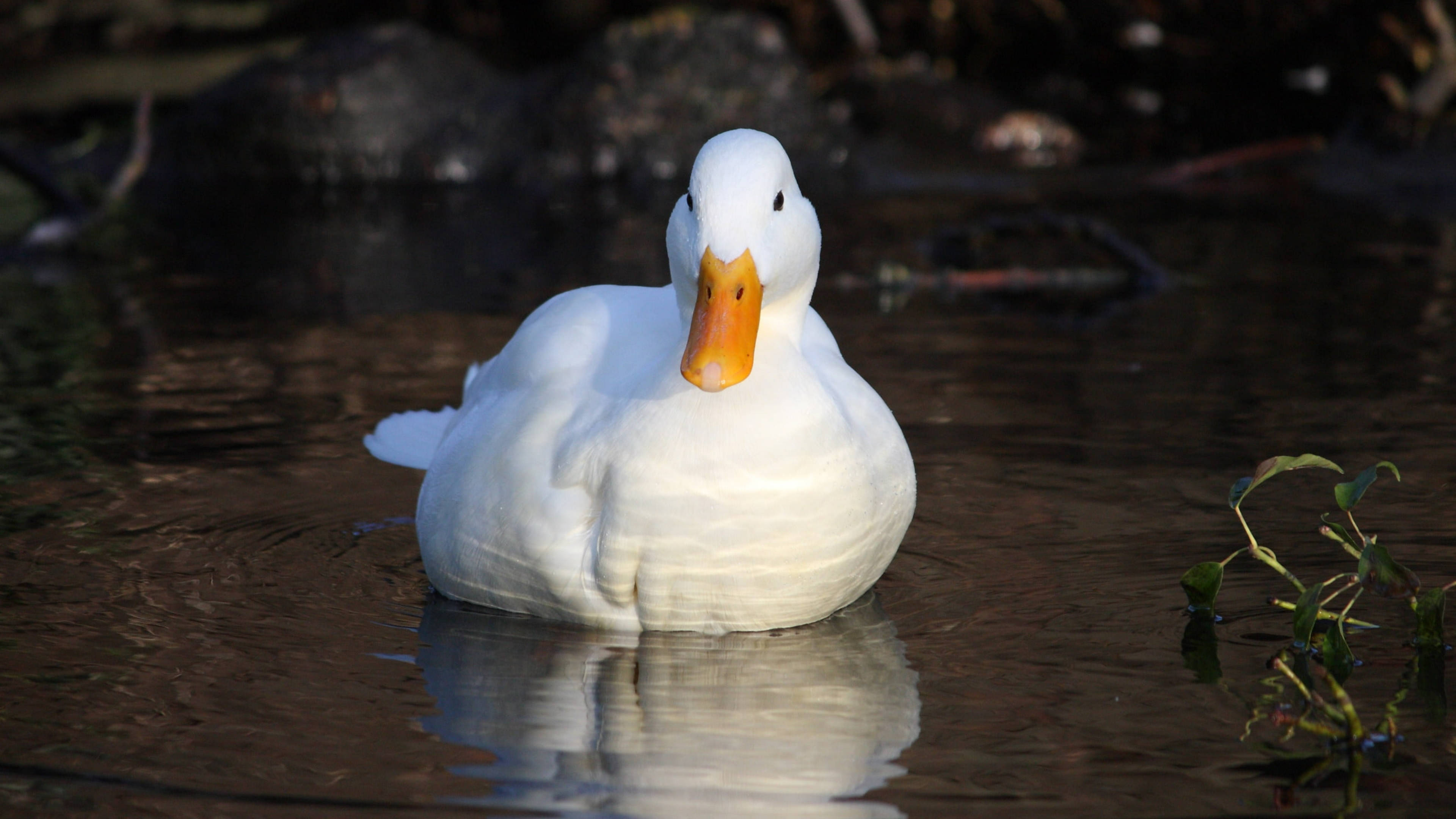 White Duck, orange beak, dark water, 4K Desktop Wallpaper
