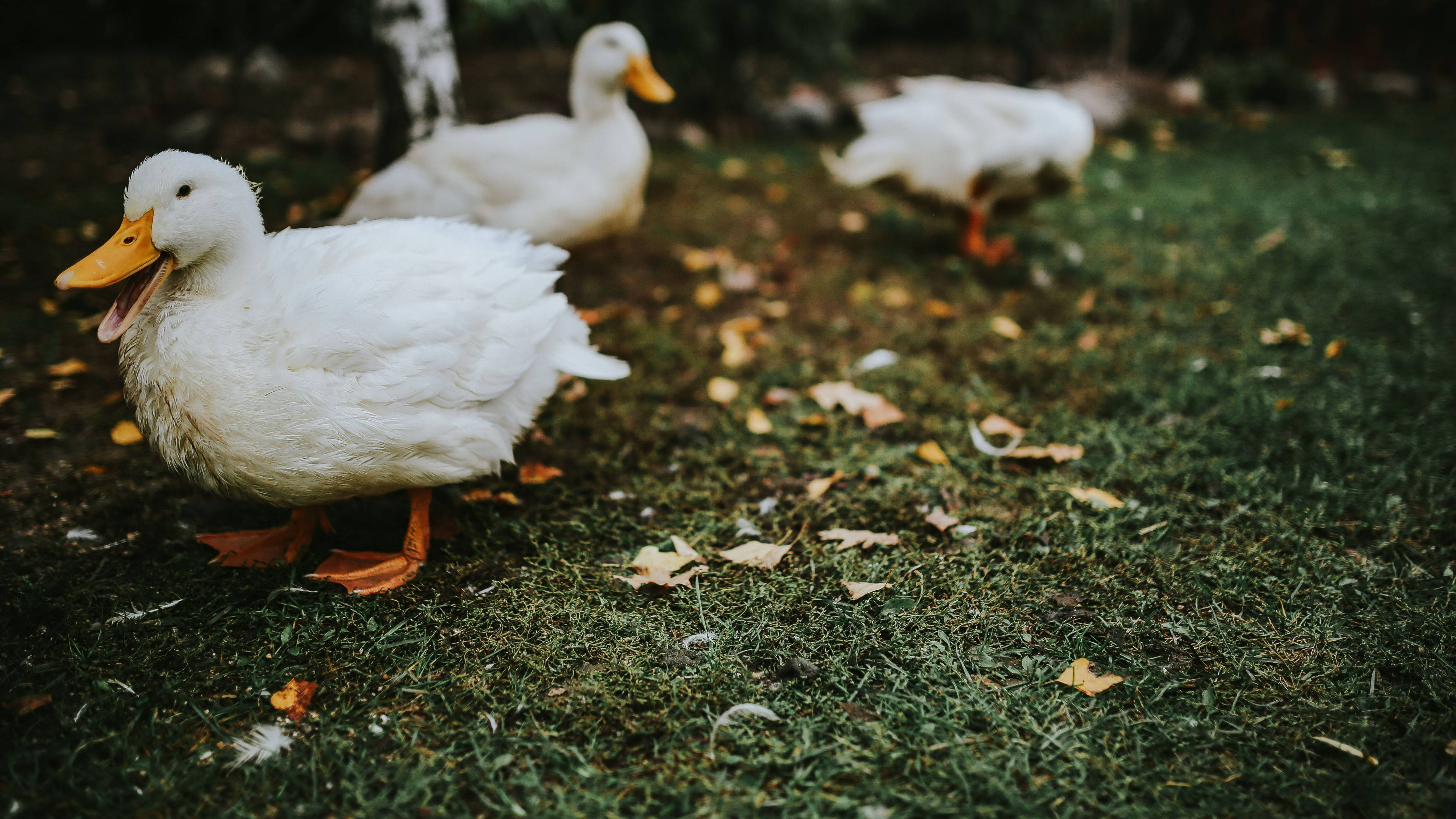 white ducklings, grassy field, autumn leaves, 4K Desktop Wallpaper