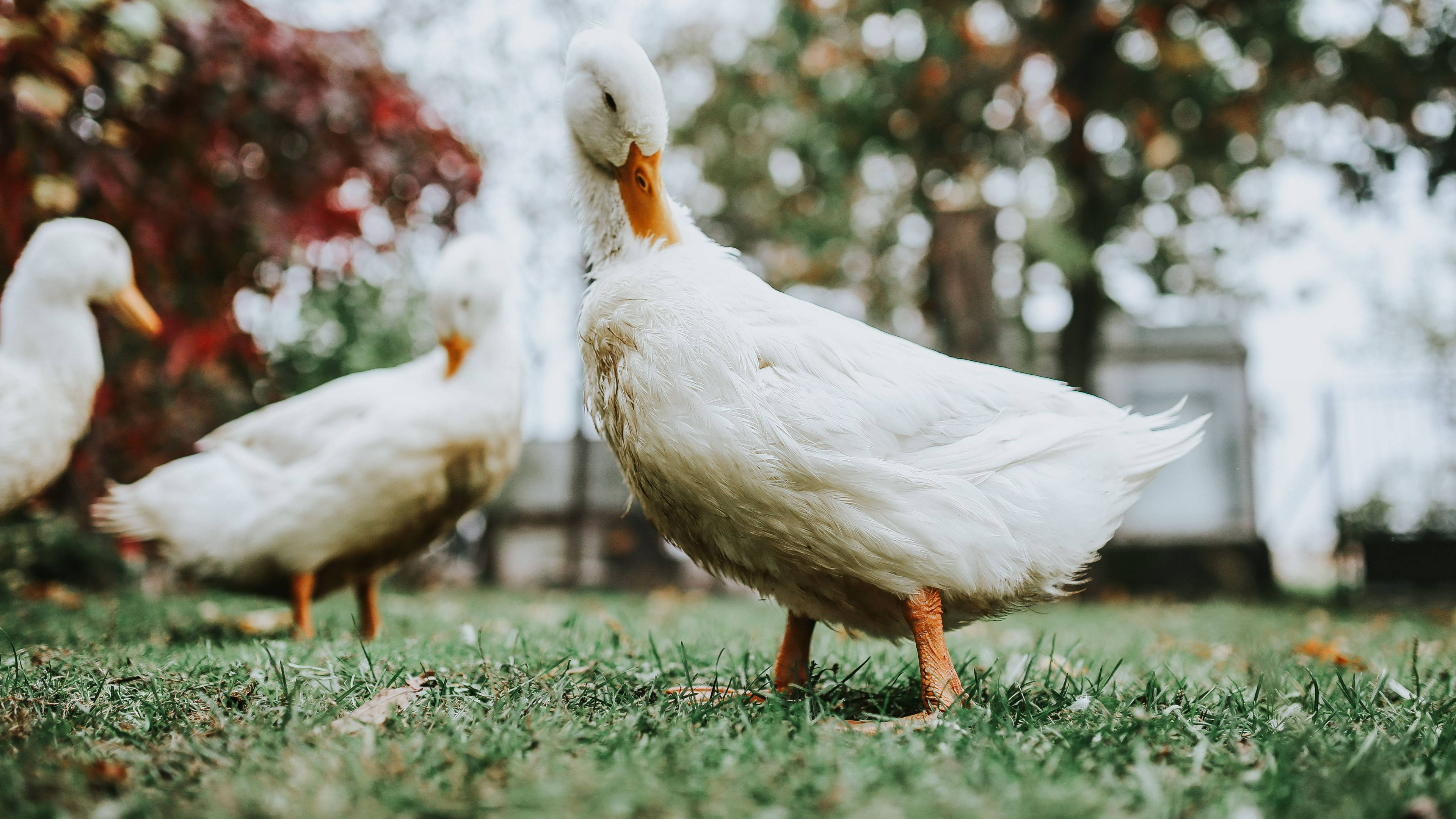 White Duck, fluffy white ducks, vibrant green grass, 4K Desktop Wallpaper