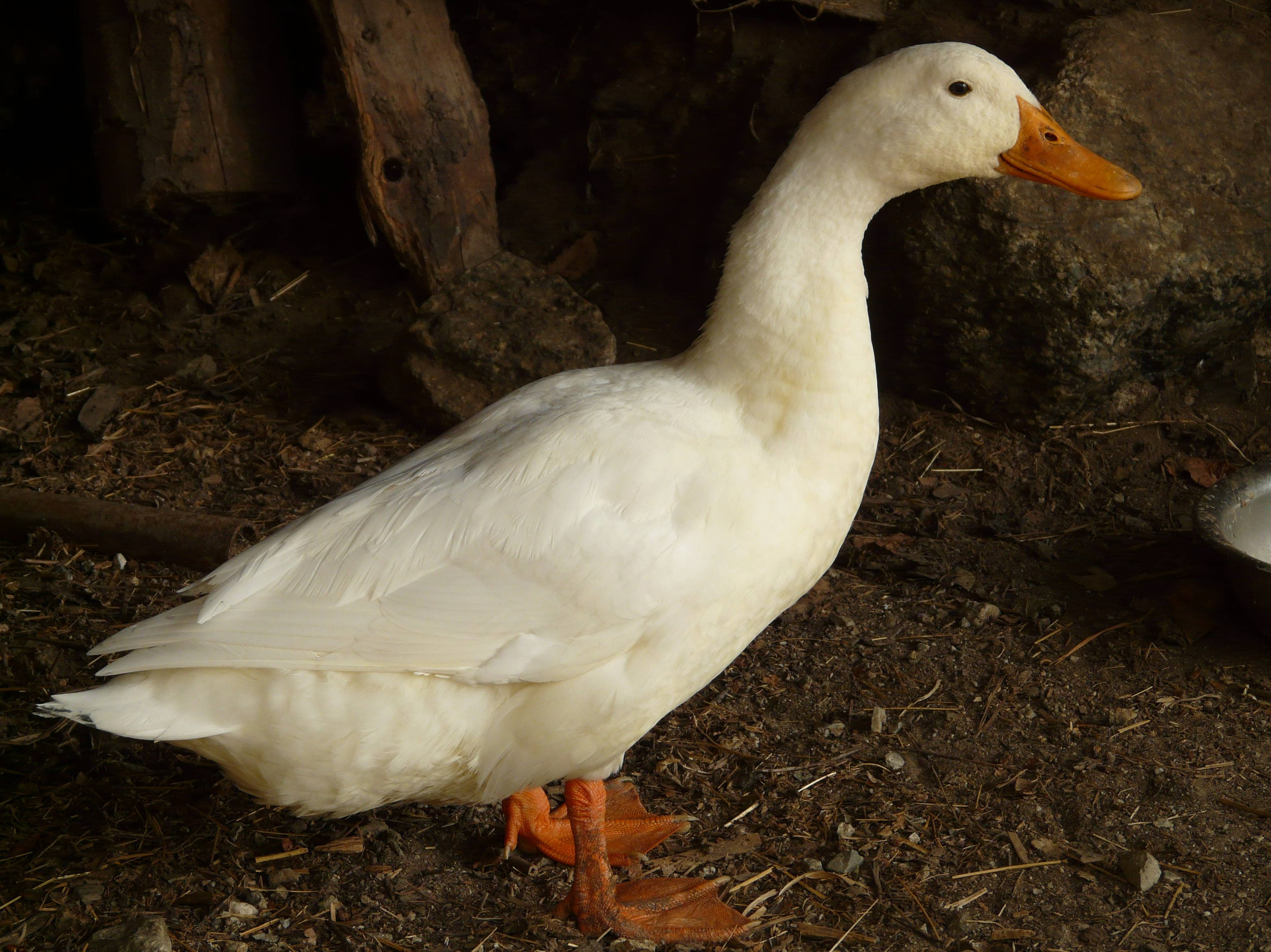 Standing White Duck, white duck, orange beak, 2K Desktop Wallpaper