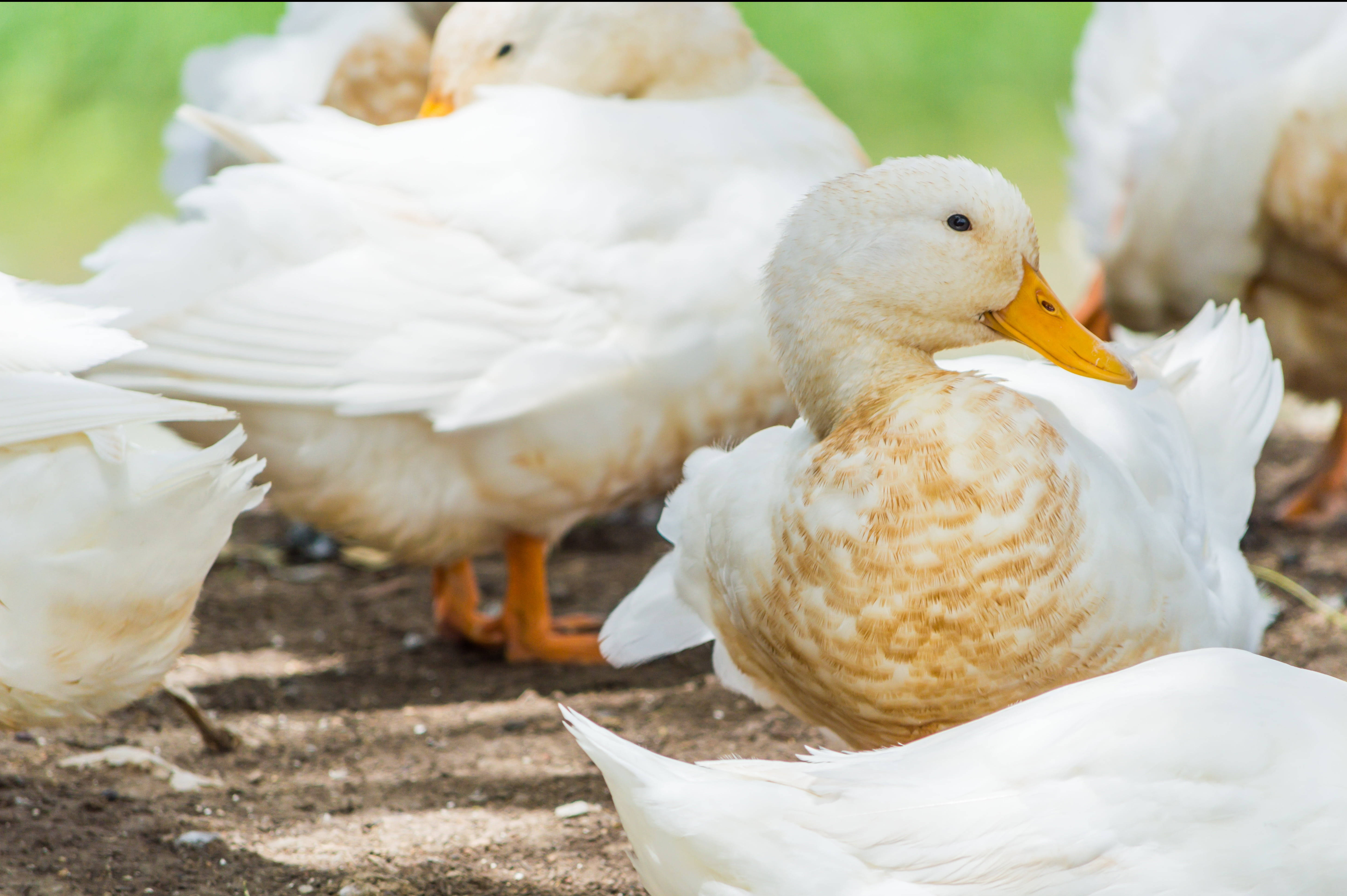 white duck, orange beak, orange feet, 5K Desktop Wallpaper