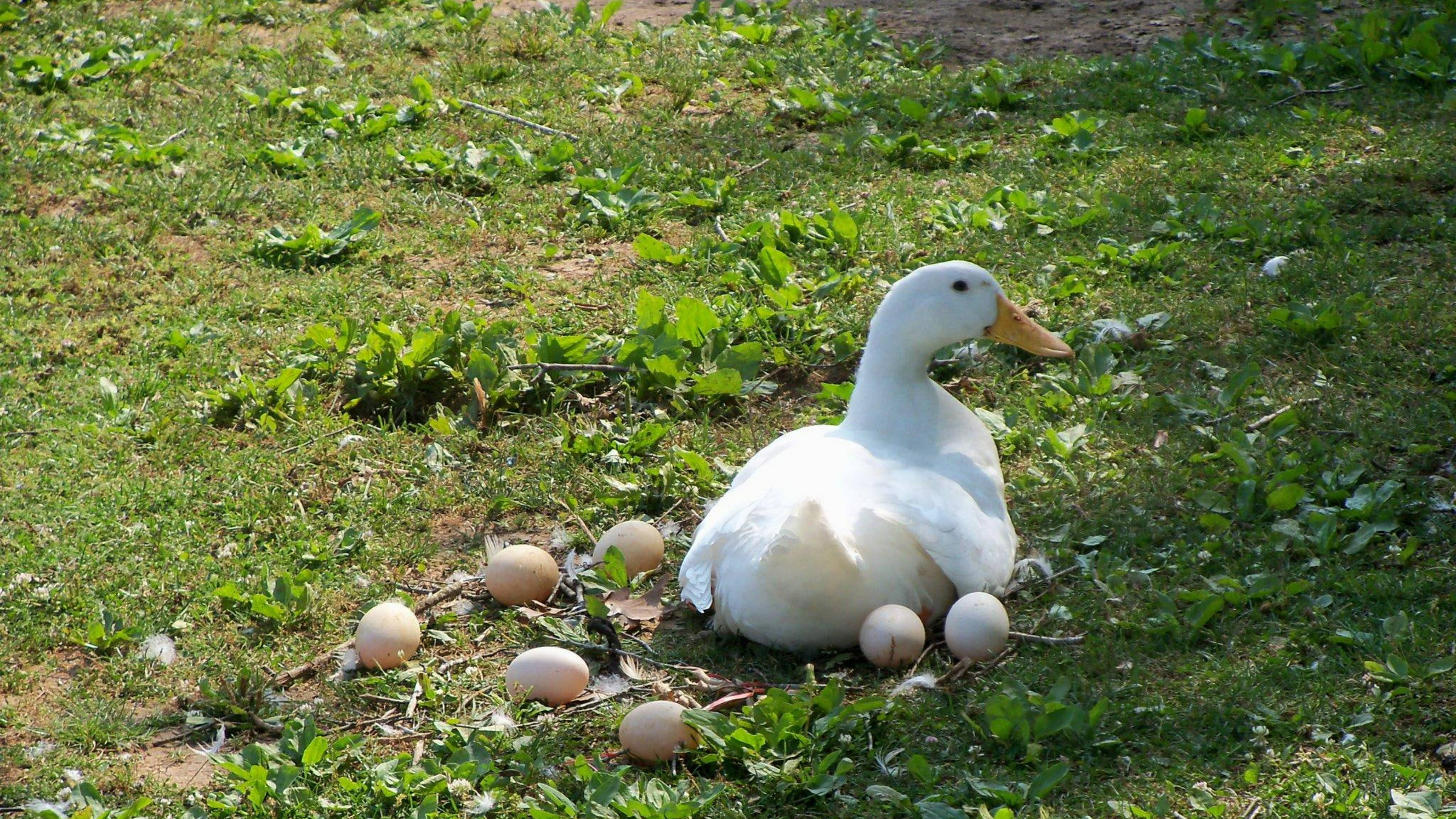 White Duck, green grass, pale eggs, 4K Desktop Wallpaper