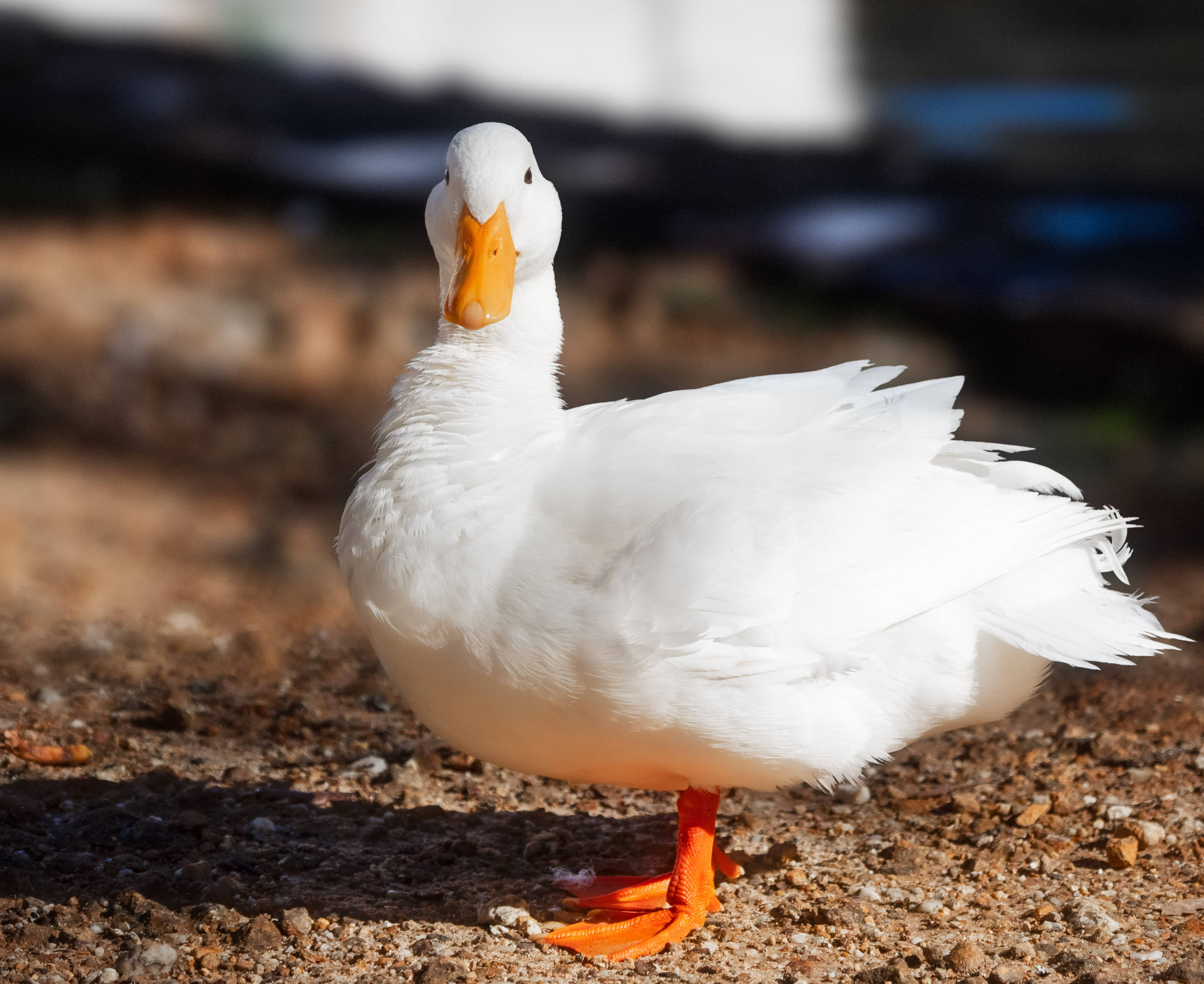 White Duck, pristine white, bright orange beak, 4K Desktop Wallpaper
