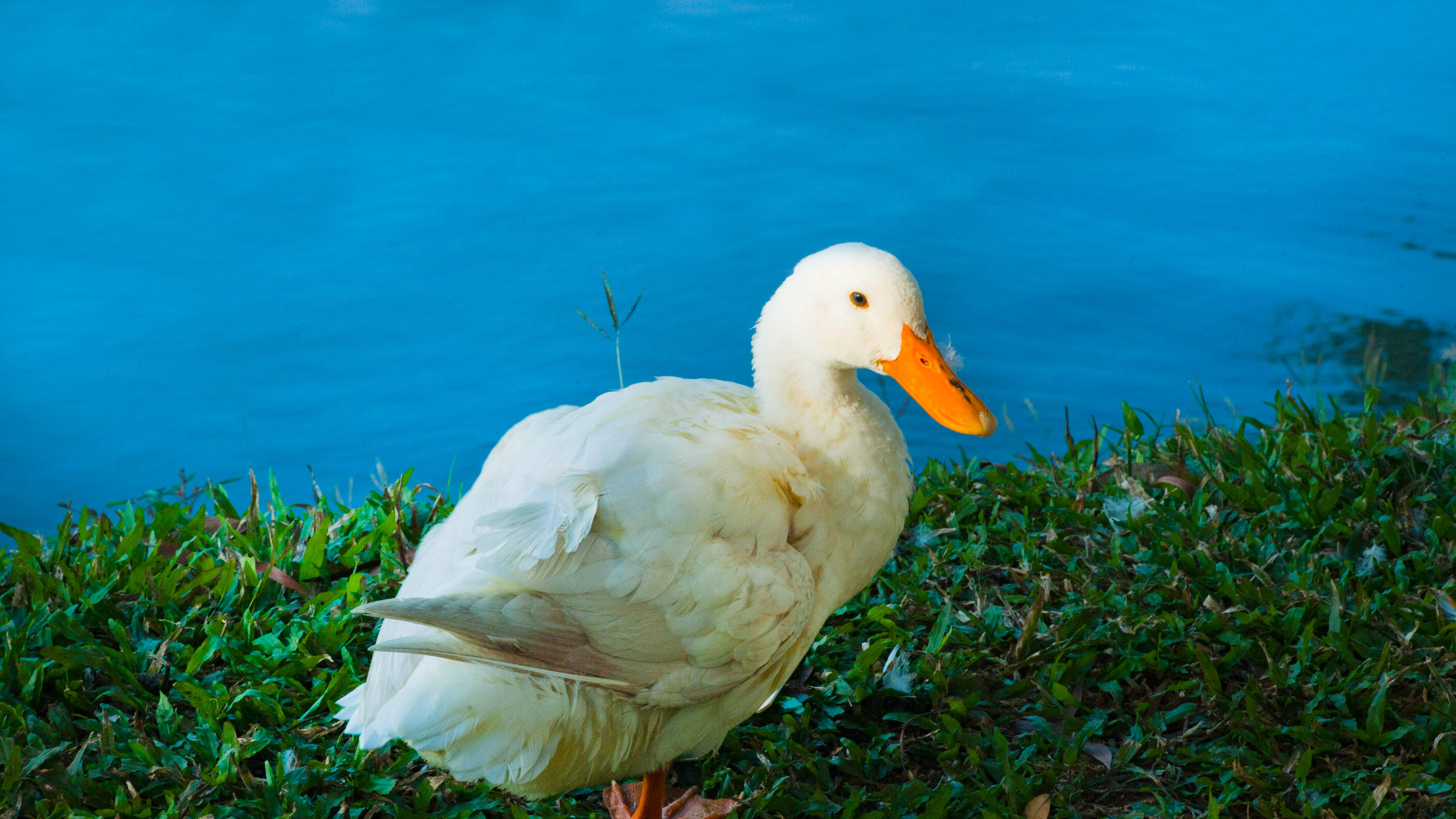 White Duck, blue water, green grass, 4K Desktop Wallpaper