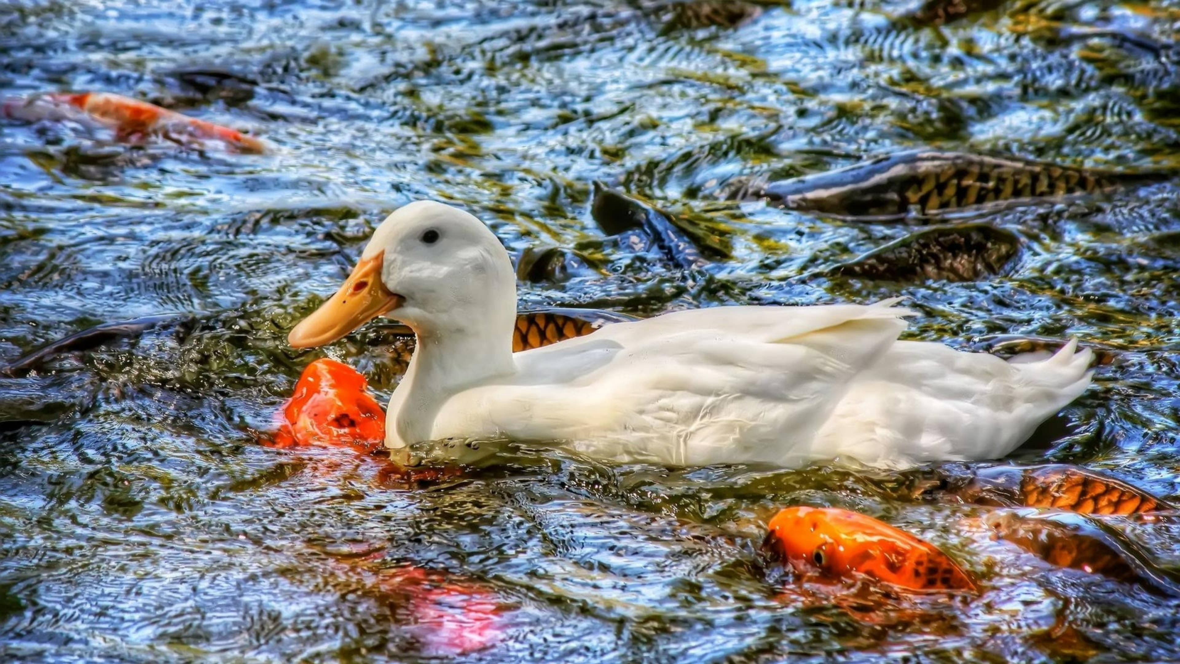 White Duck, orange koi fish, rippling water, 4K Desktop Wallpaper