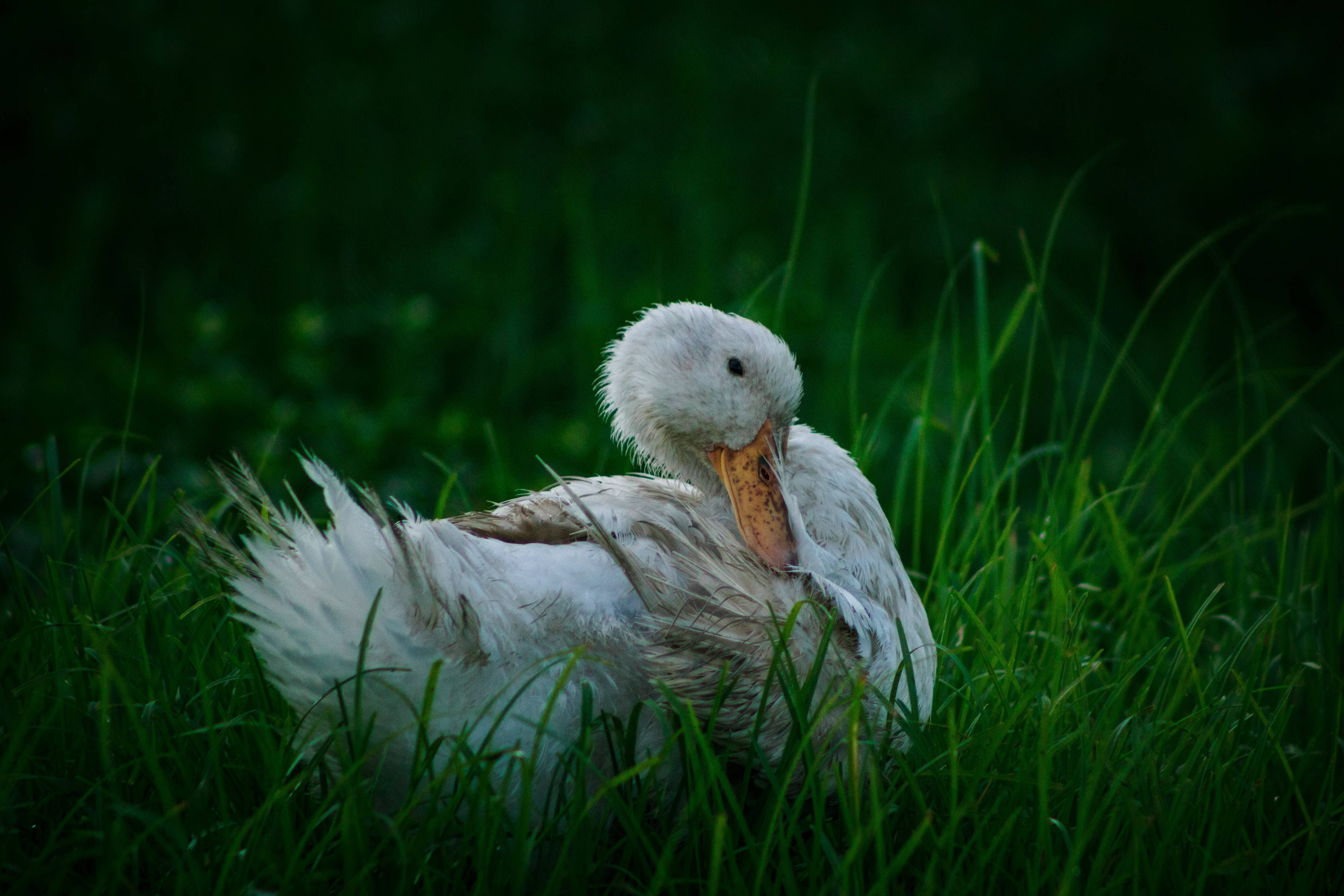 white duck, tall grass, lush green grass, 4K Desktop Wallpaper