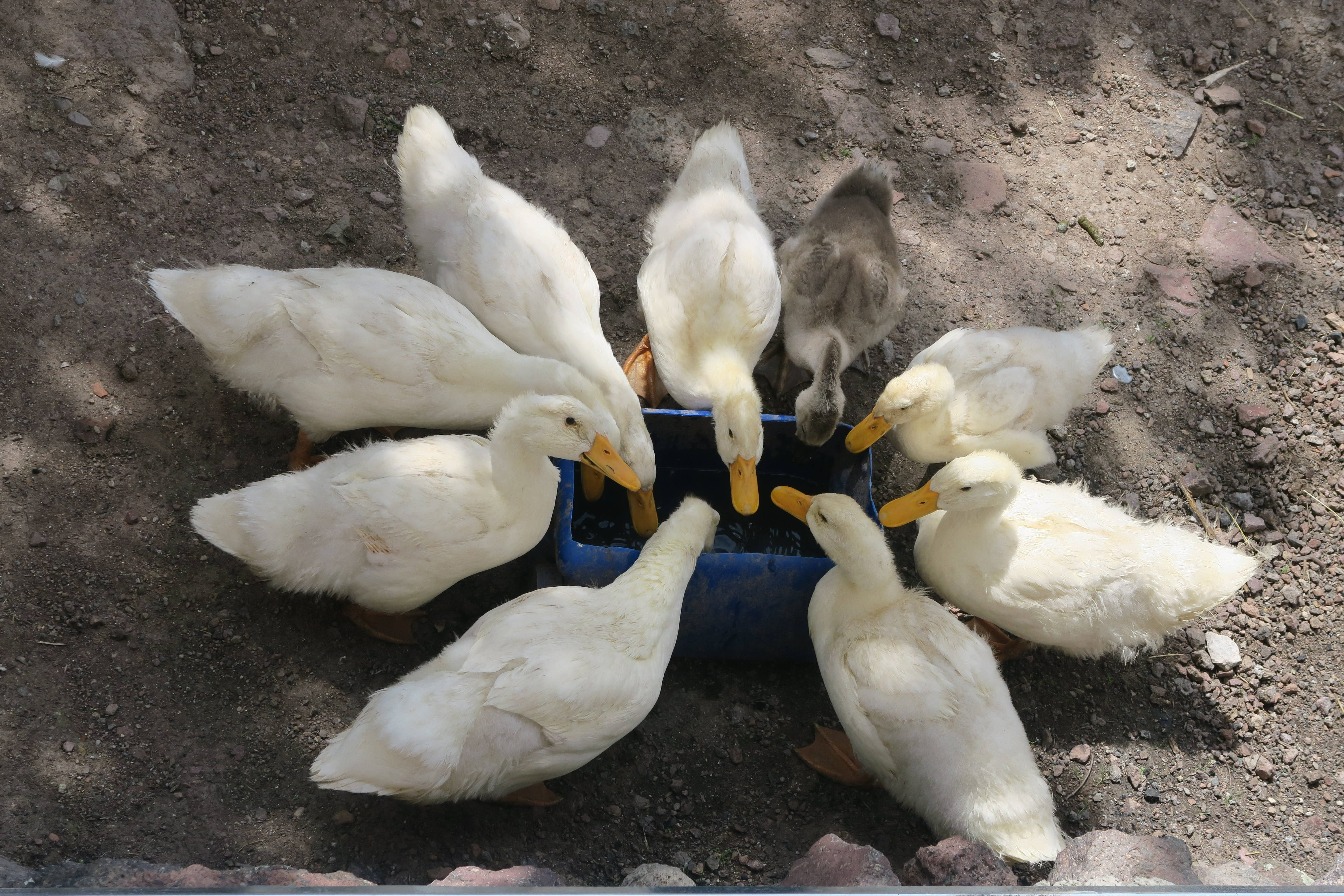 white duck, gray duckling, blue feeding trough, 5K Desktop Wallpaper