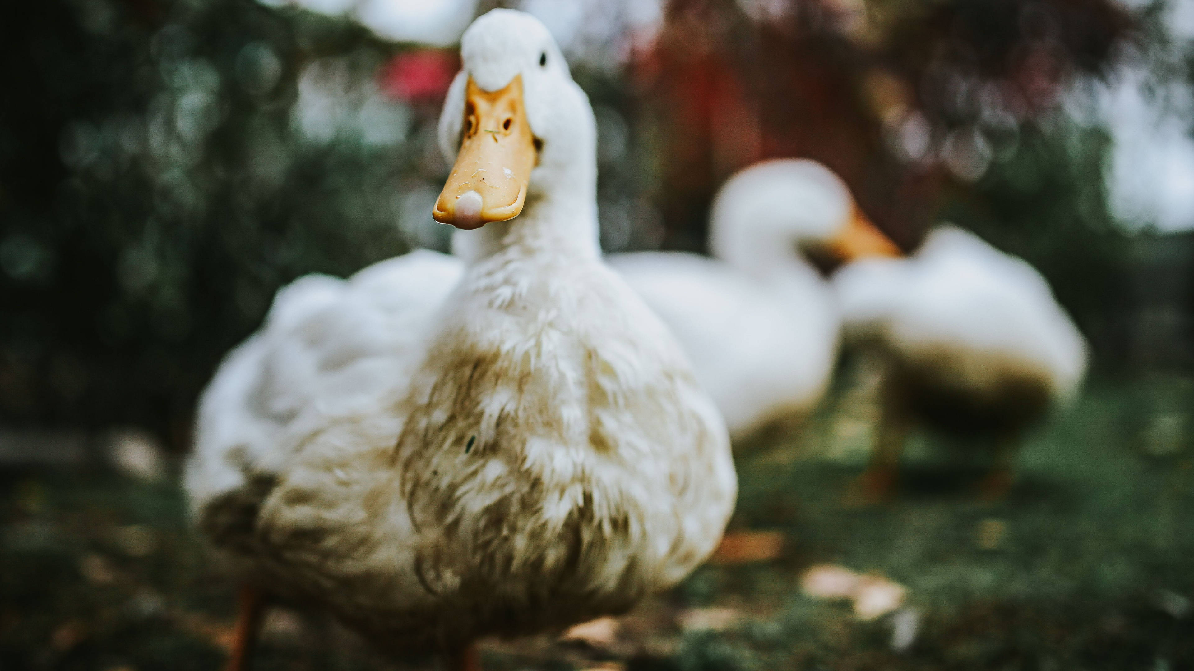 white duck, orange beak, grassy area, 4K Desktop Wallpaper