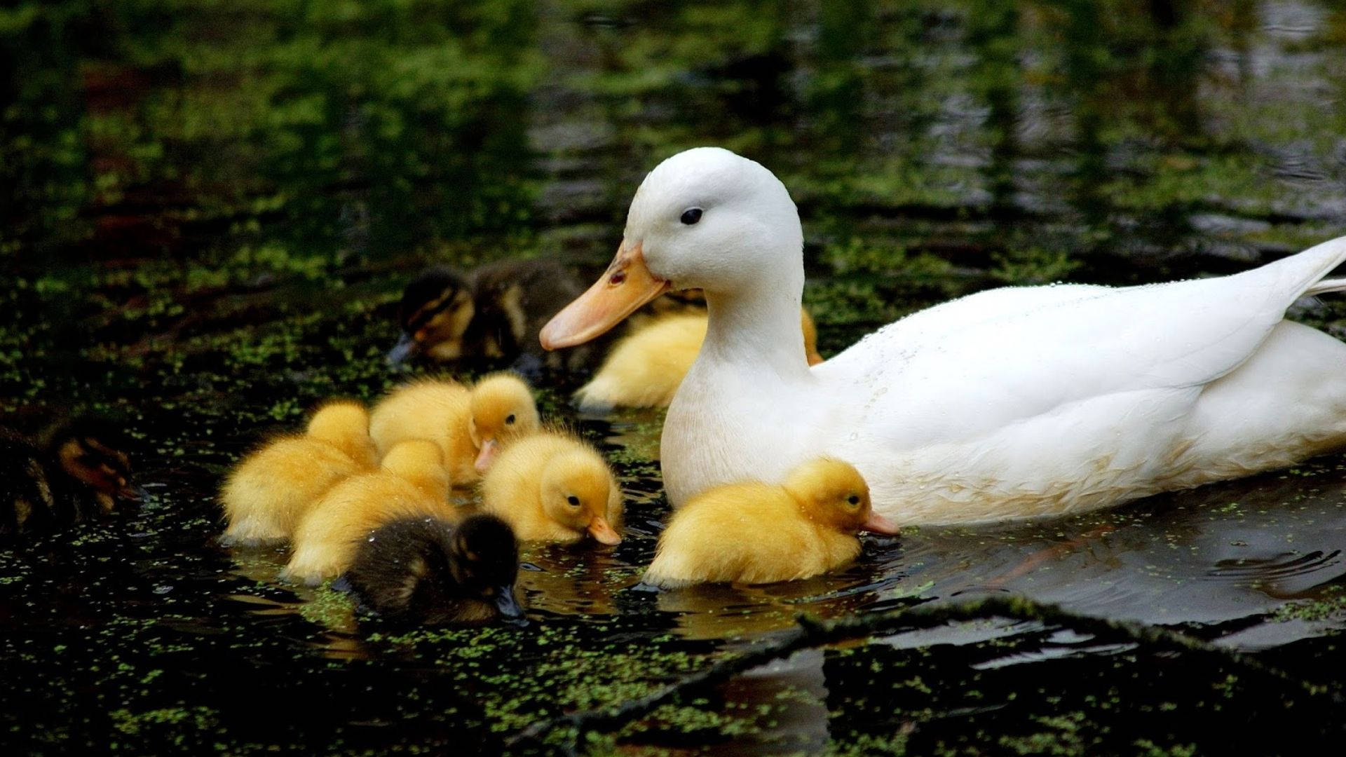 white mother duck, fluffy yellow ducklings, green algae covered pond, Full HD Desktop Wallpaper