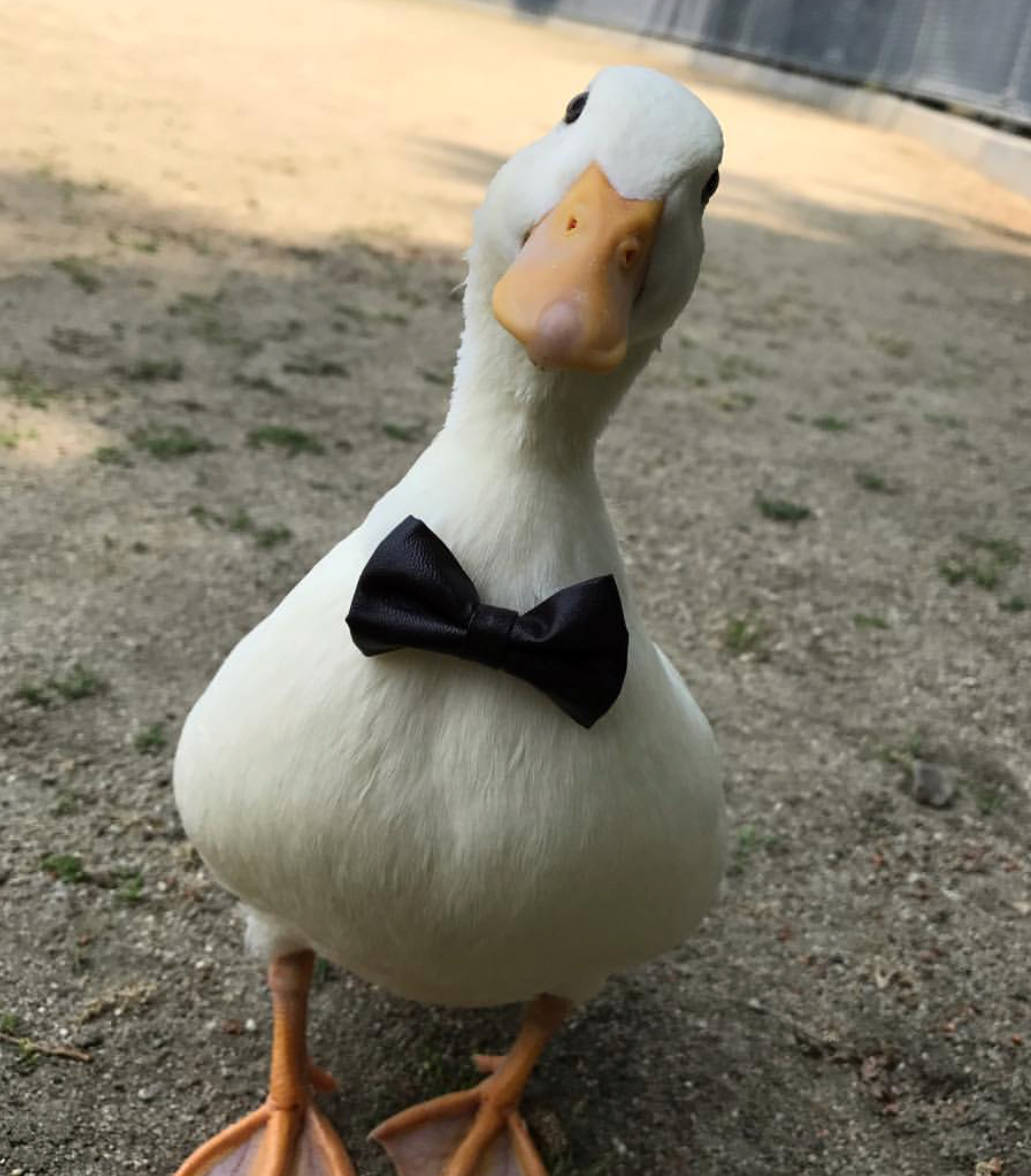 white duck, black bow tie, gravel, SD Phone Wallpaper