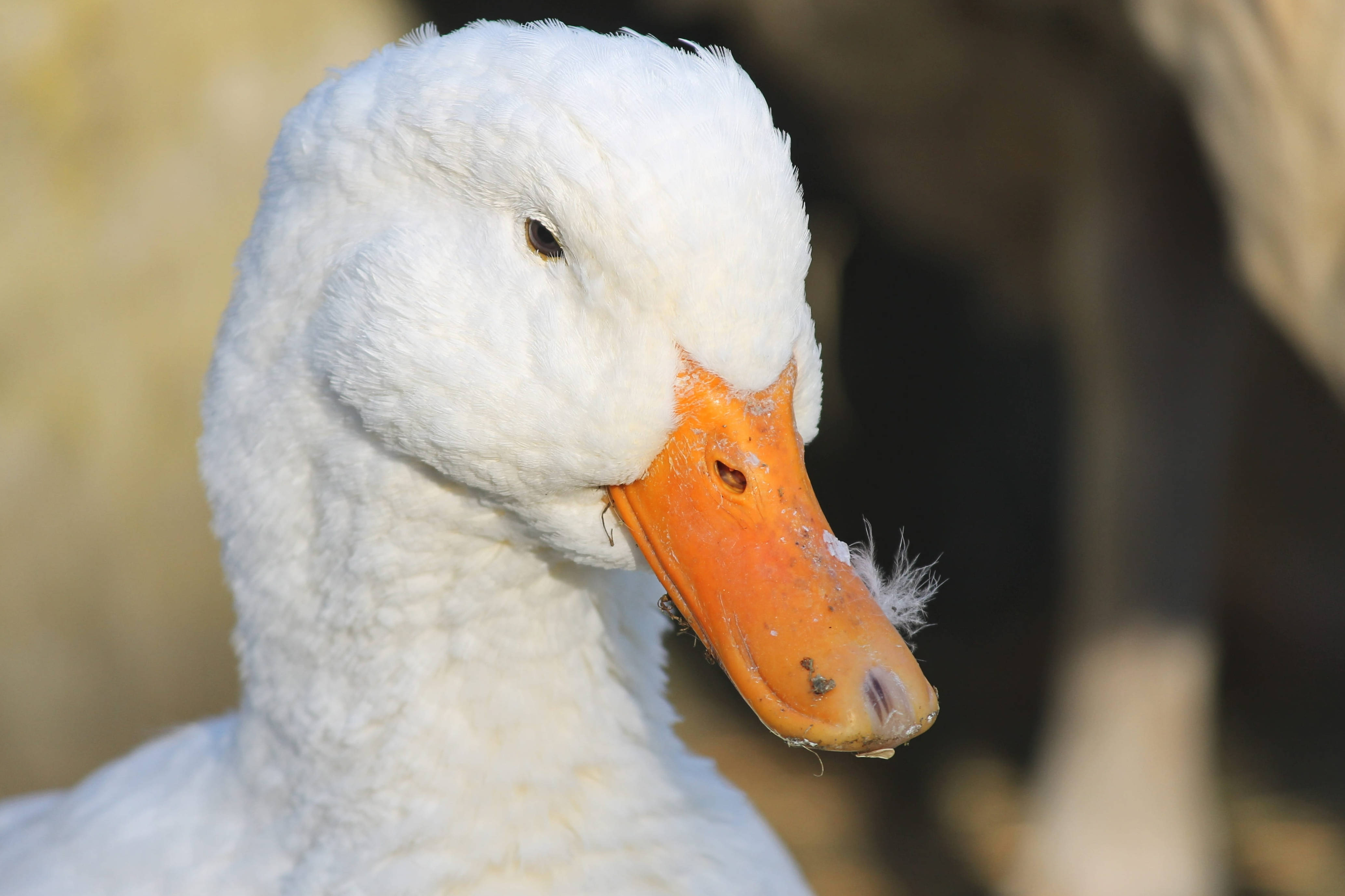 White Duck, fluffy white duck, orange beak, 4K Desktop Wallpaper