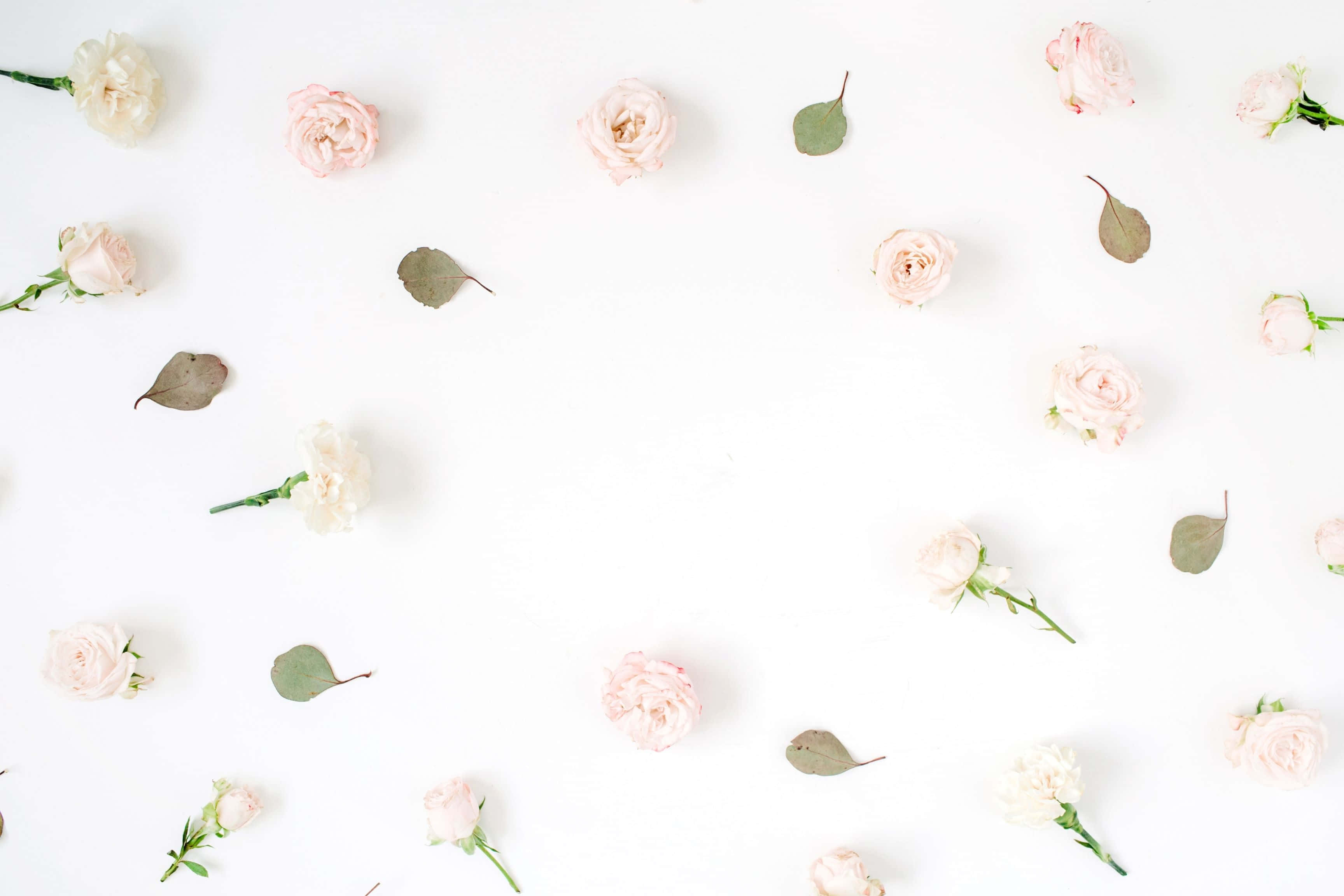 pastel roses, white background, soft pink and white roses, 2K Desktop Wallpaper