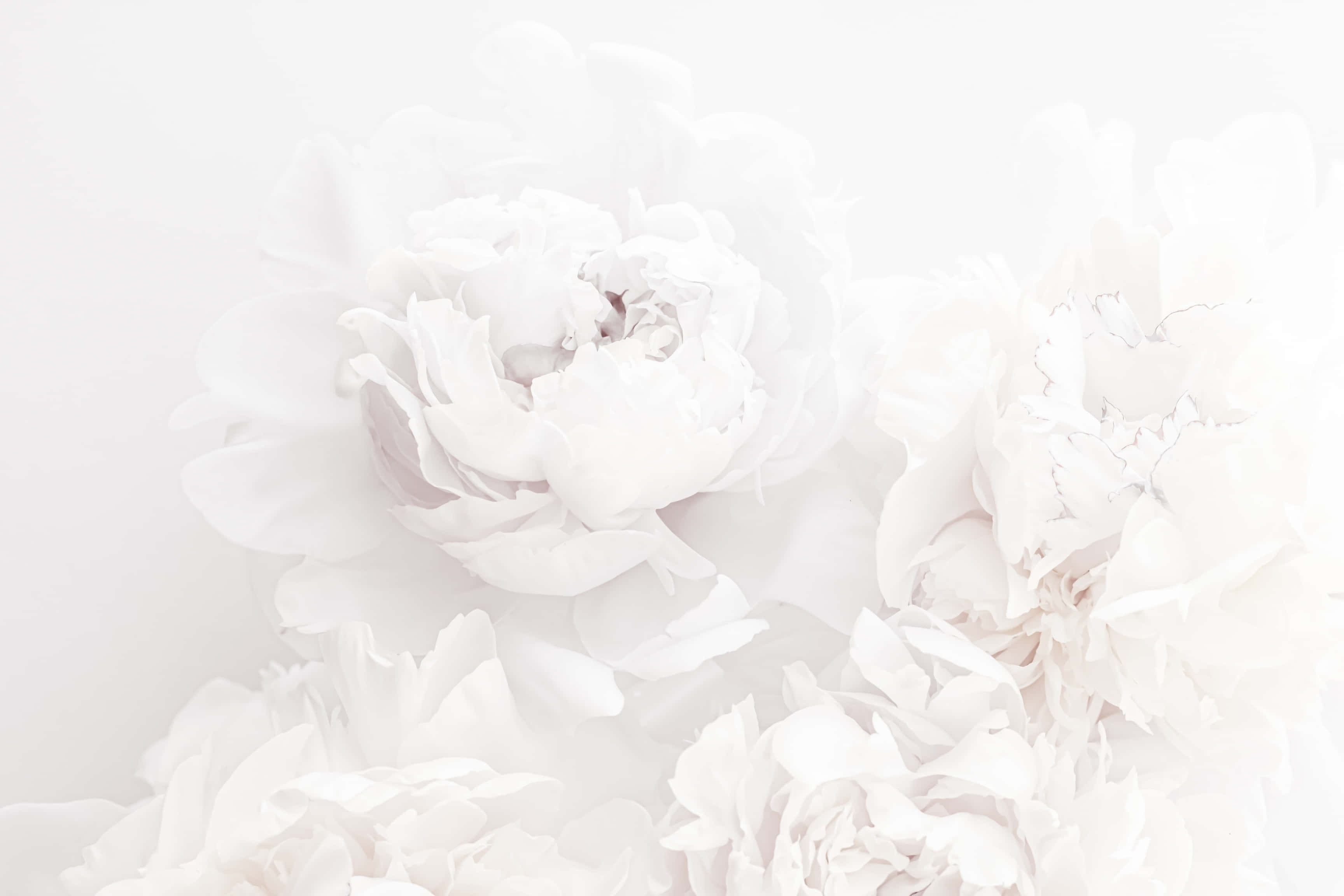 ethereal white peonies, seamless white backdrop, soft white peonies, 2K Desktop Wallpaper