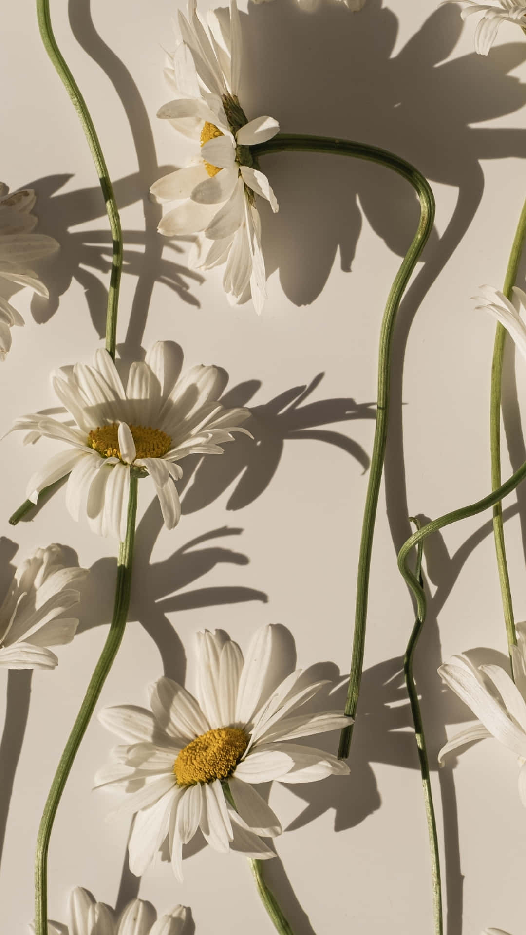 white daisies, yellow centers, beige wall, Full HD Phone Wallpaper