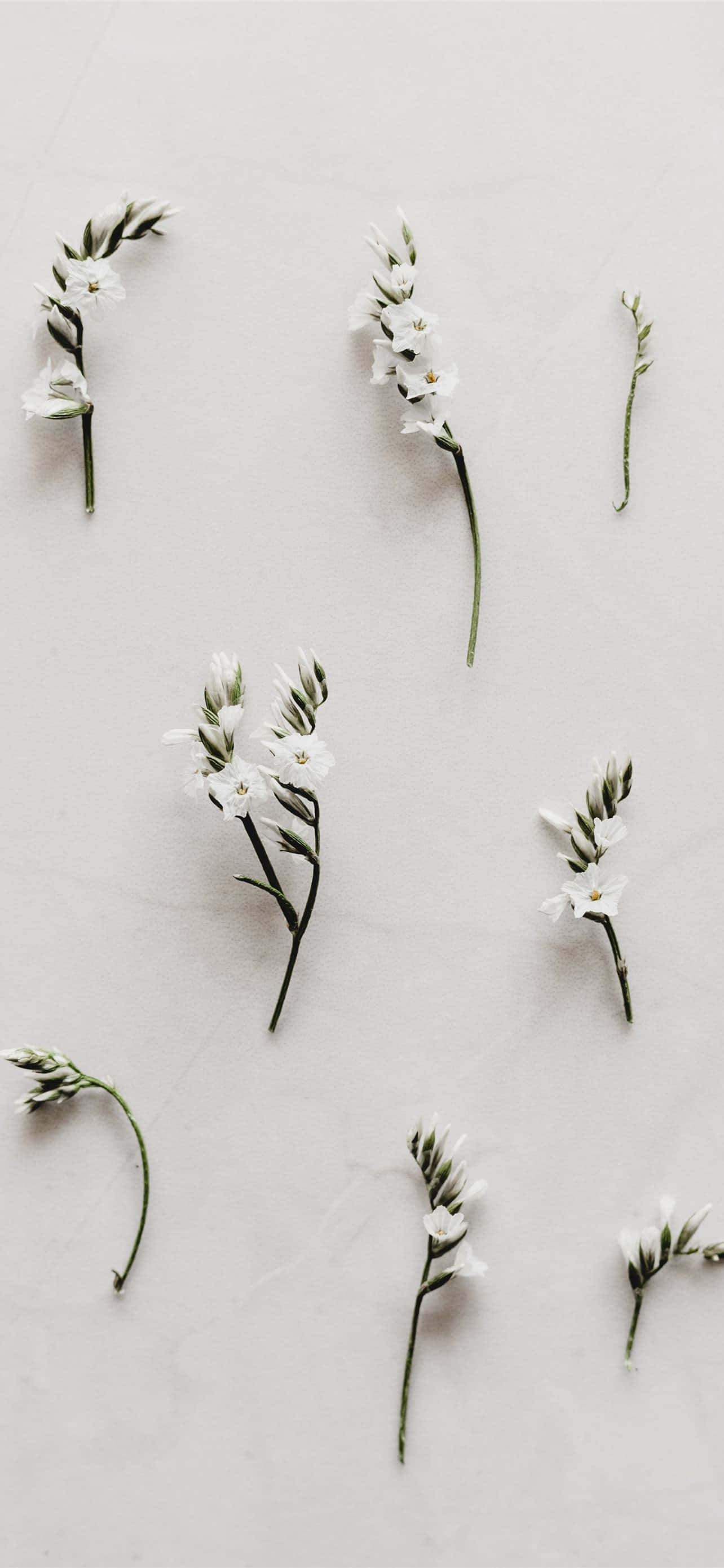 white floral arrangement, minimalist background, delicate white flowers, 2K Phone Wallpaper