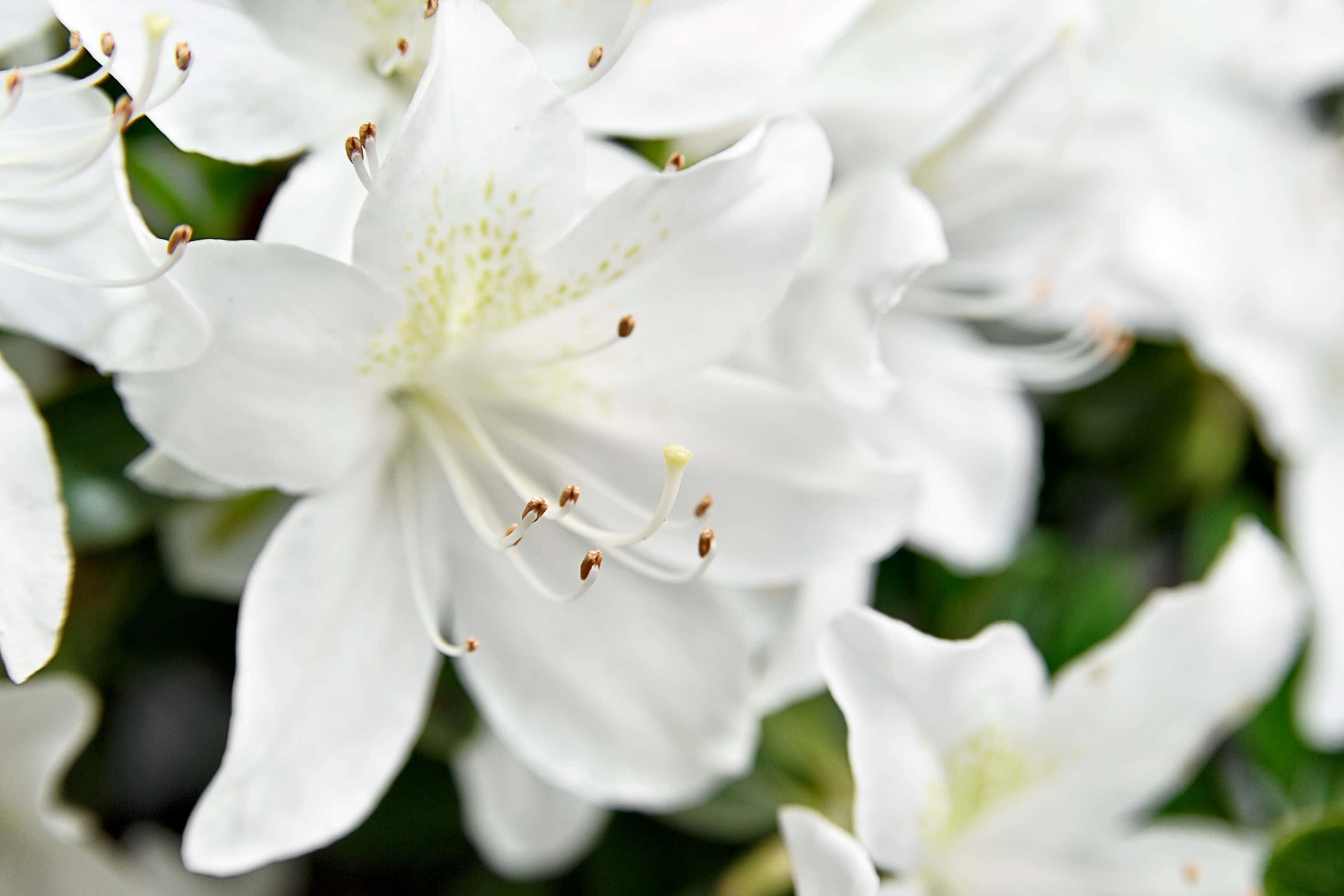 white azalea blossoms, delicate yellow stamens, soft blurred green background, 2K Desktop Wallpaper