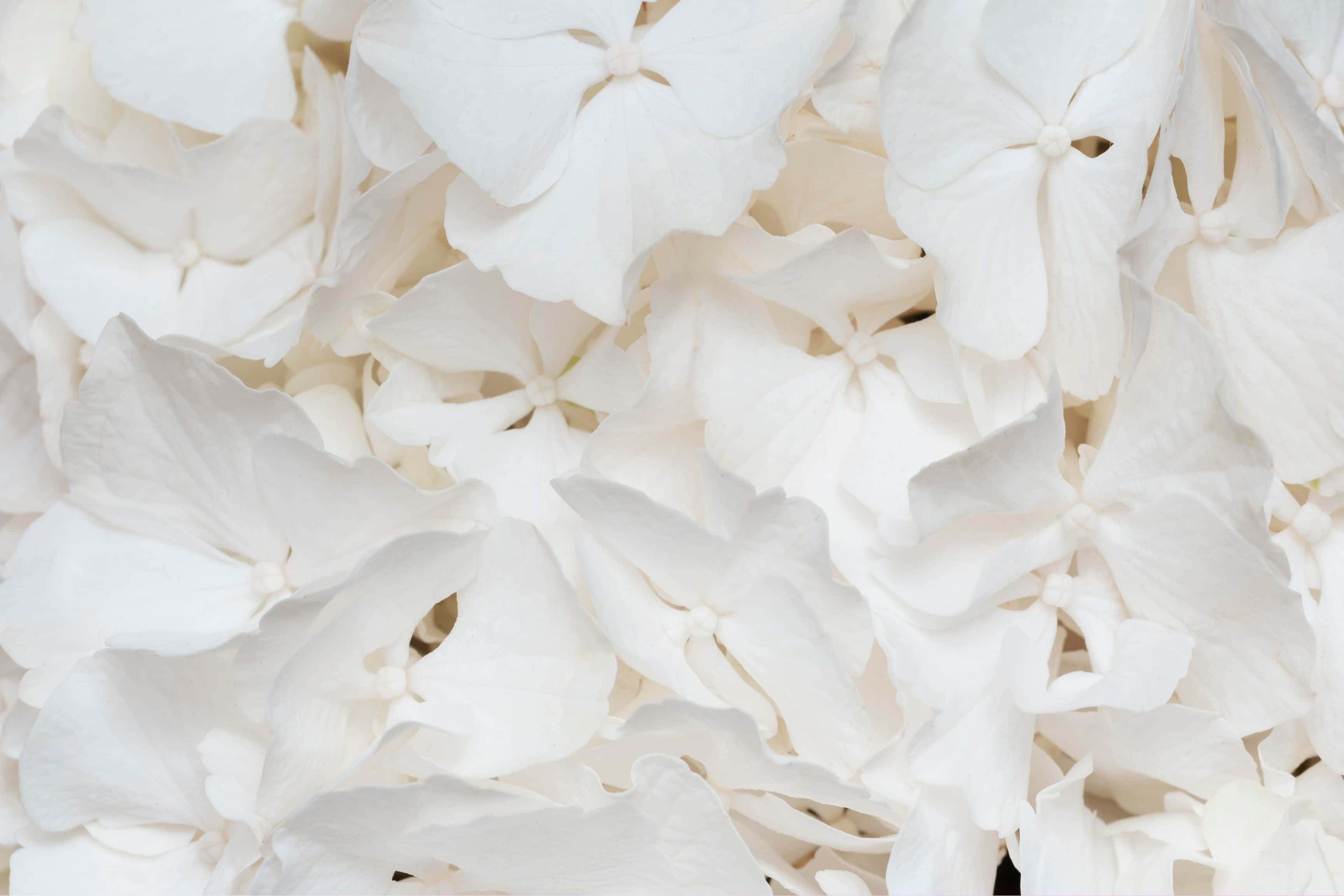 white hydrangea blossoms, delicate petals, subtle shadows, 2K Desktop Wallpaper