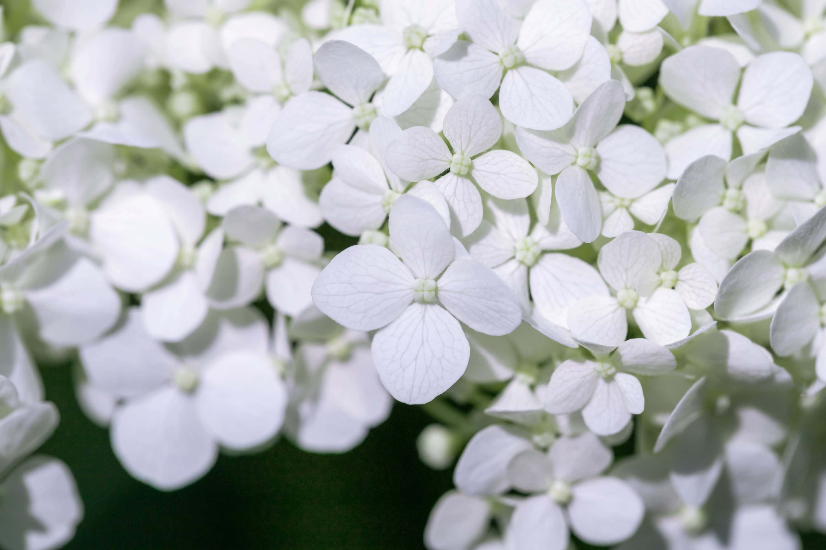 white hydrangea blossoms, soft green centers, blurred dark background, 2K Desktop Wallpaper