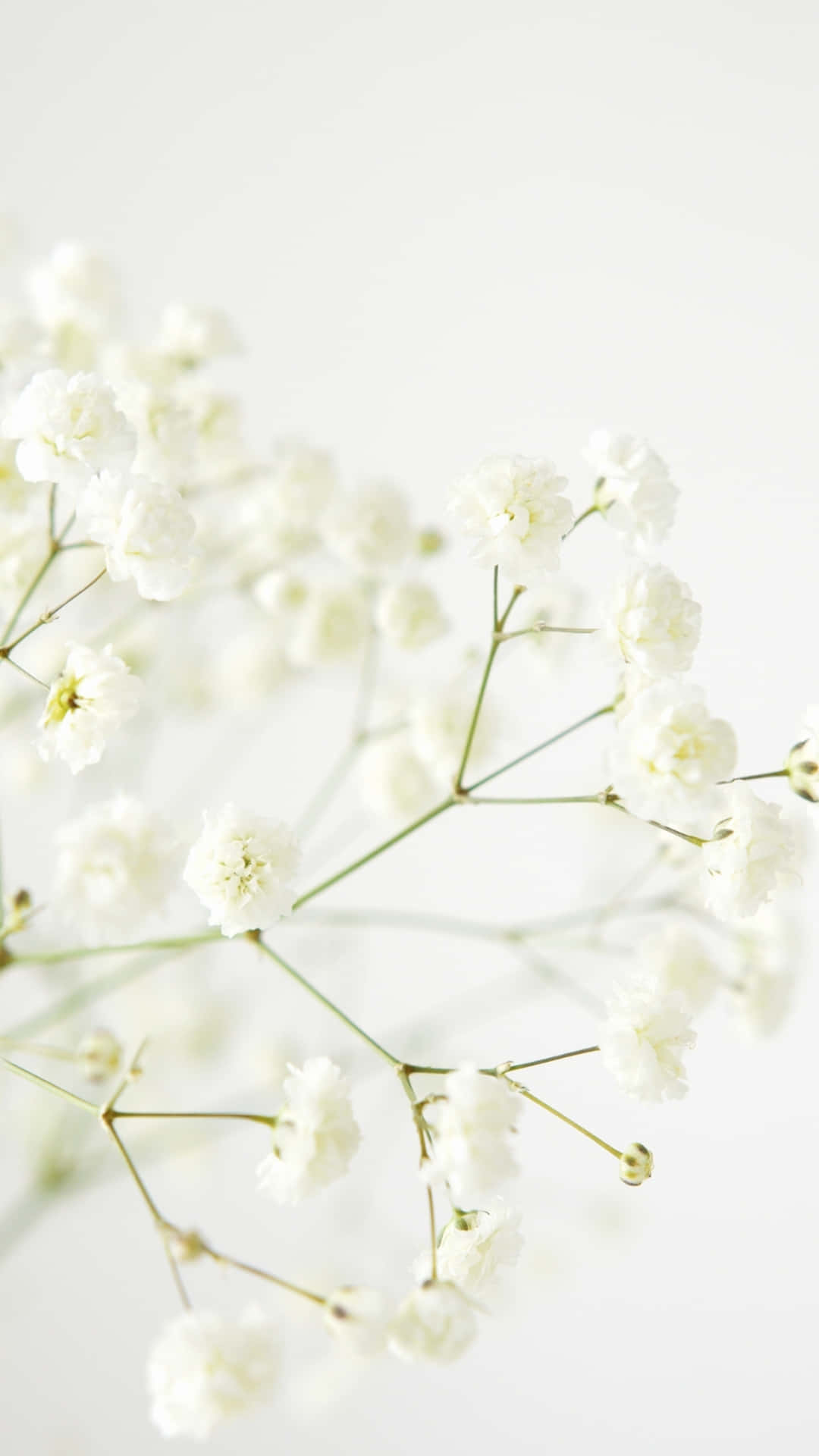 Delicate White Baby's Breath Flowers, baby's breath flowers, pure white background, Full HD Phone Wallpaper