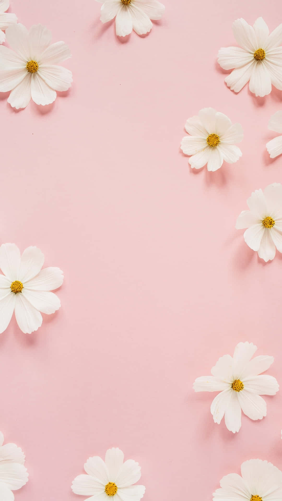 White cosmos flowers, yellow centers, border, Full HD Phone Wallpaper