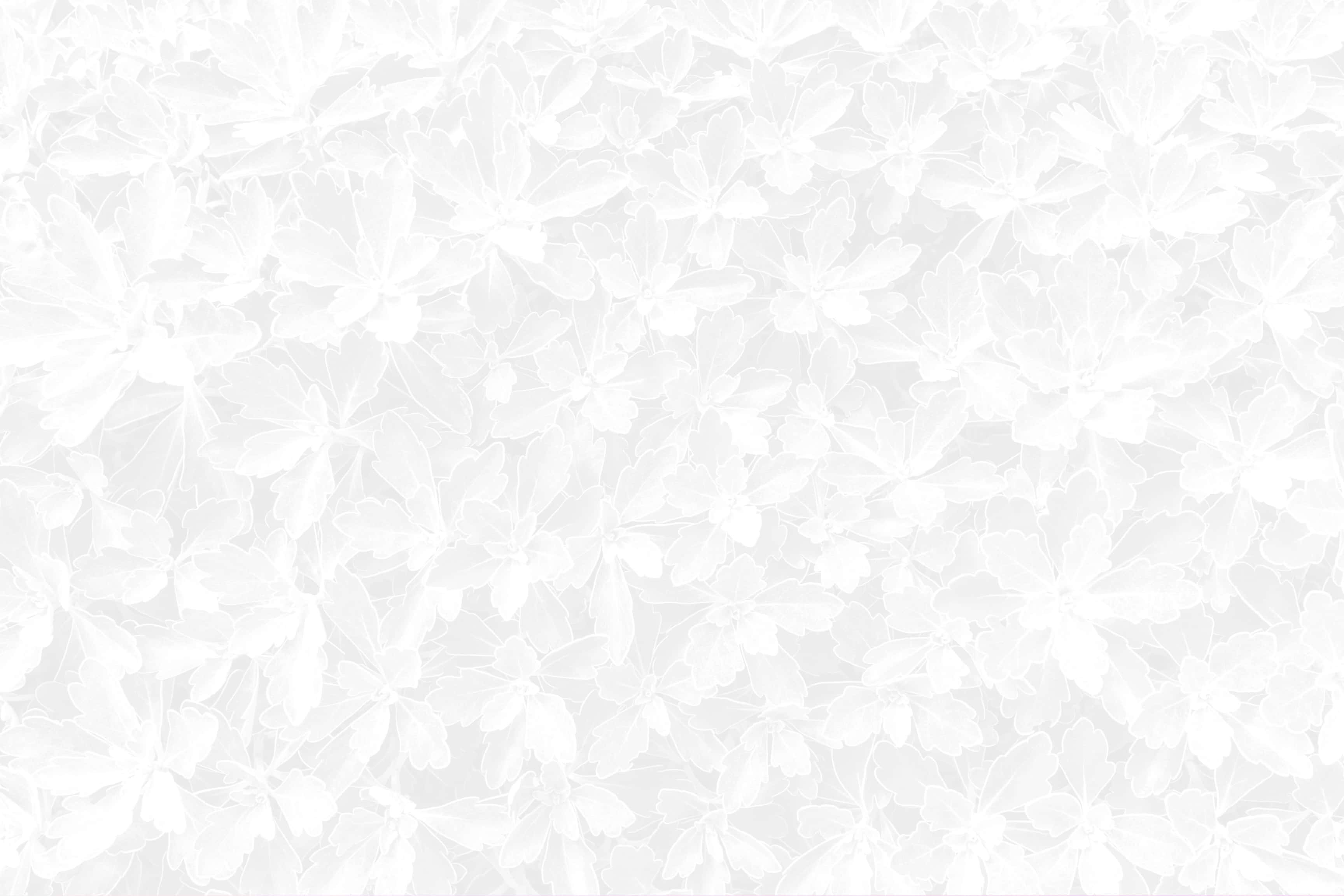 white floral pattern, soft gradients, subtle shadows, 2K Desktop Wallpaper