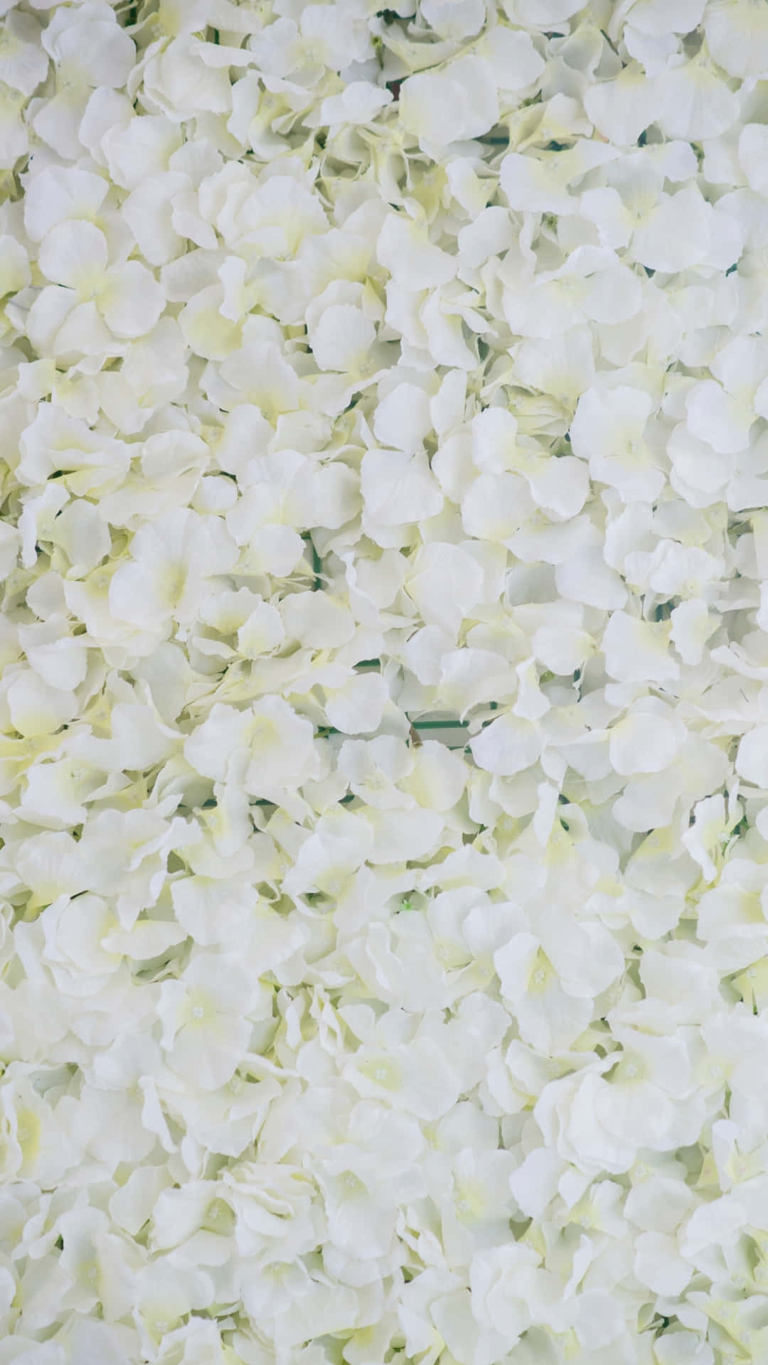 white hydrangea petals, subtle green stems, dense wall, Full HD Phone Wallpaper