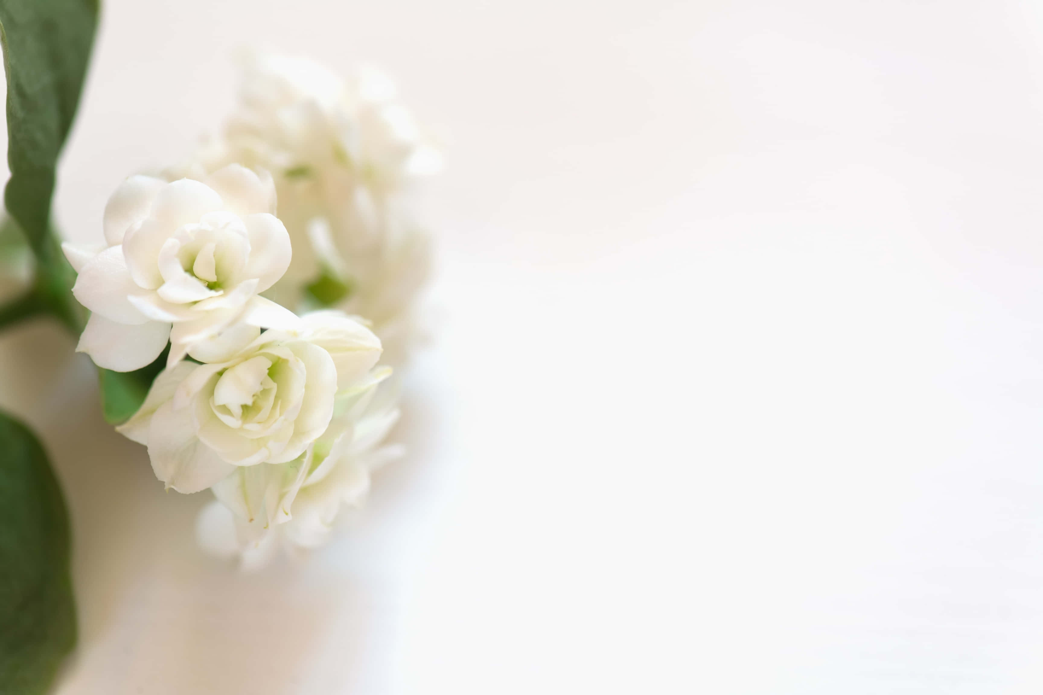 white jasmine blossoms, green leaves, bright white background, 2K Desktop Wallpaper