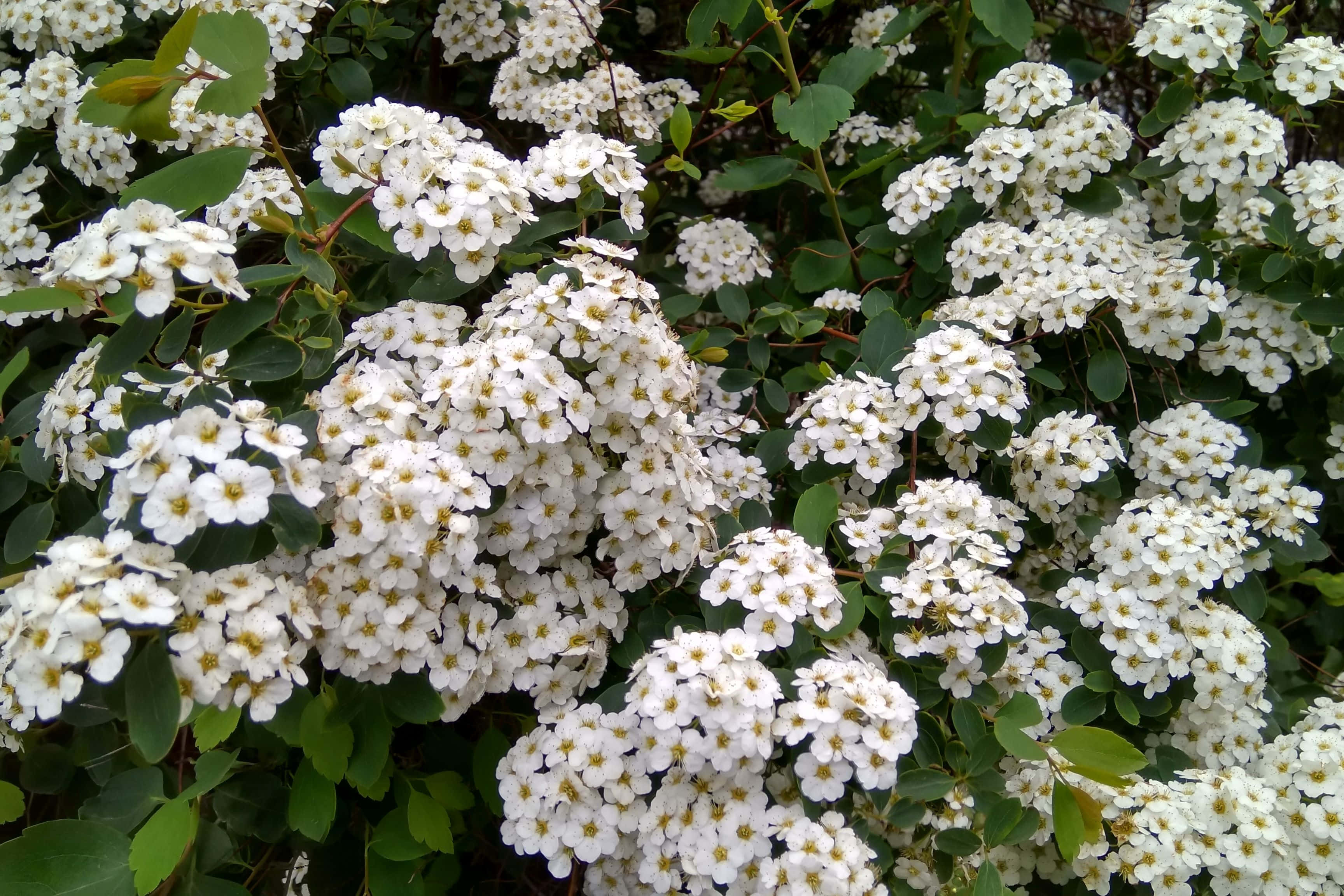 White Floral Blooms Cluster, white flowers, yellow centers, 2K Desktop Wallpaper