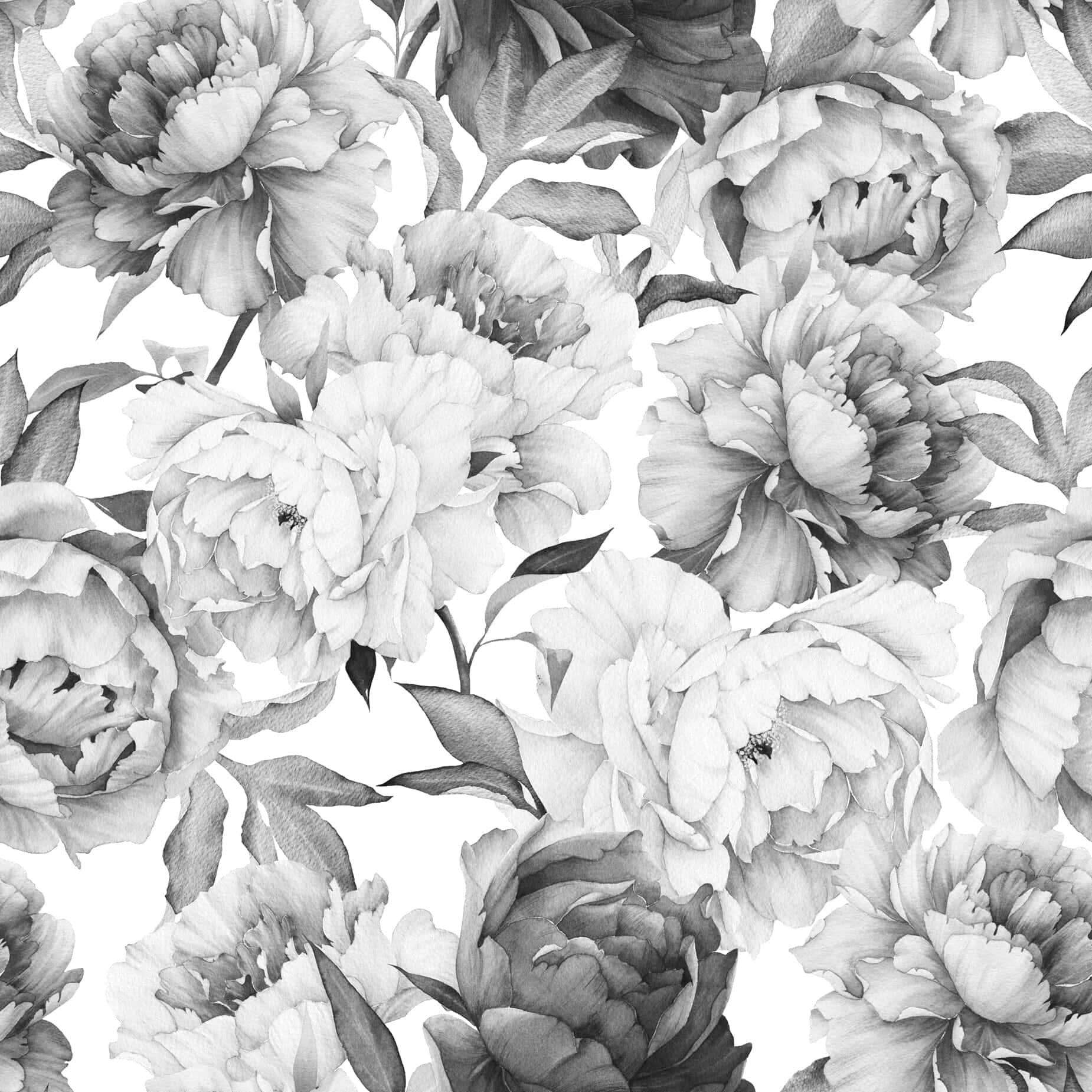 Monochrome Peony Pattern, grayscale, crisp white background, HD Desktop Wallpaper