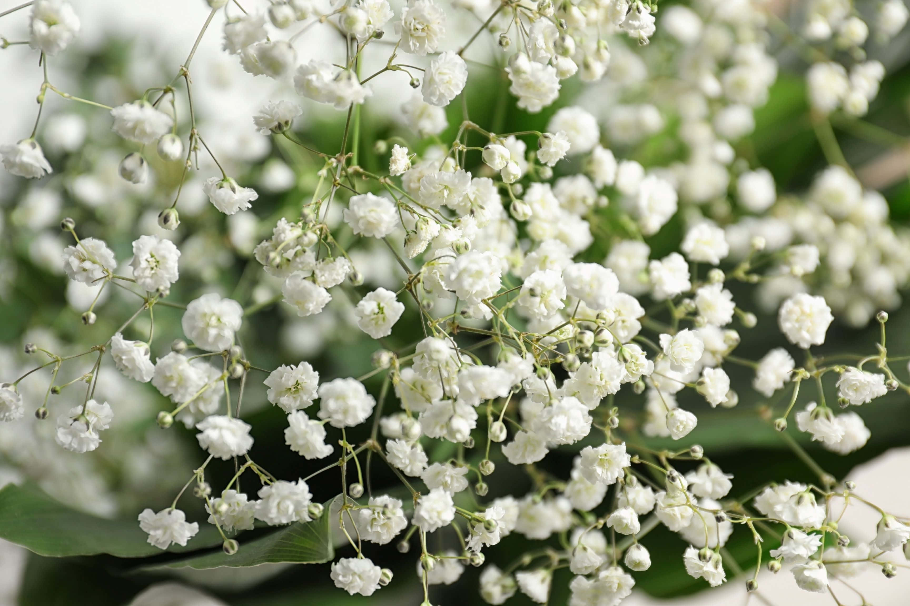 Delicate White Baby's Breath Flowers, white baby's breath flowers, green stems, 2K Desktop Wallpaper