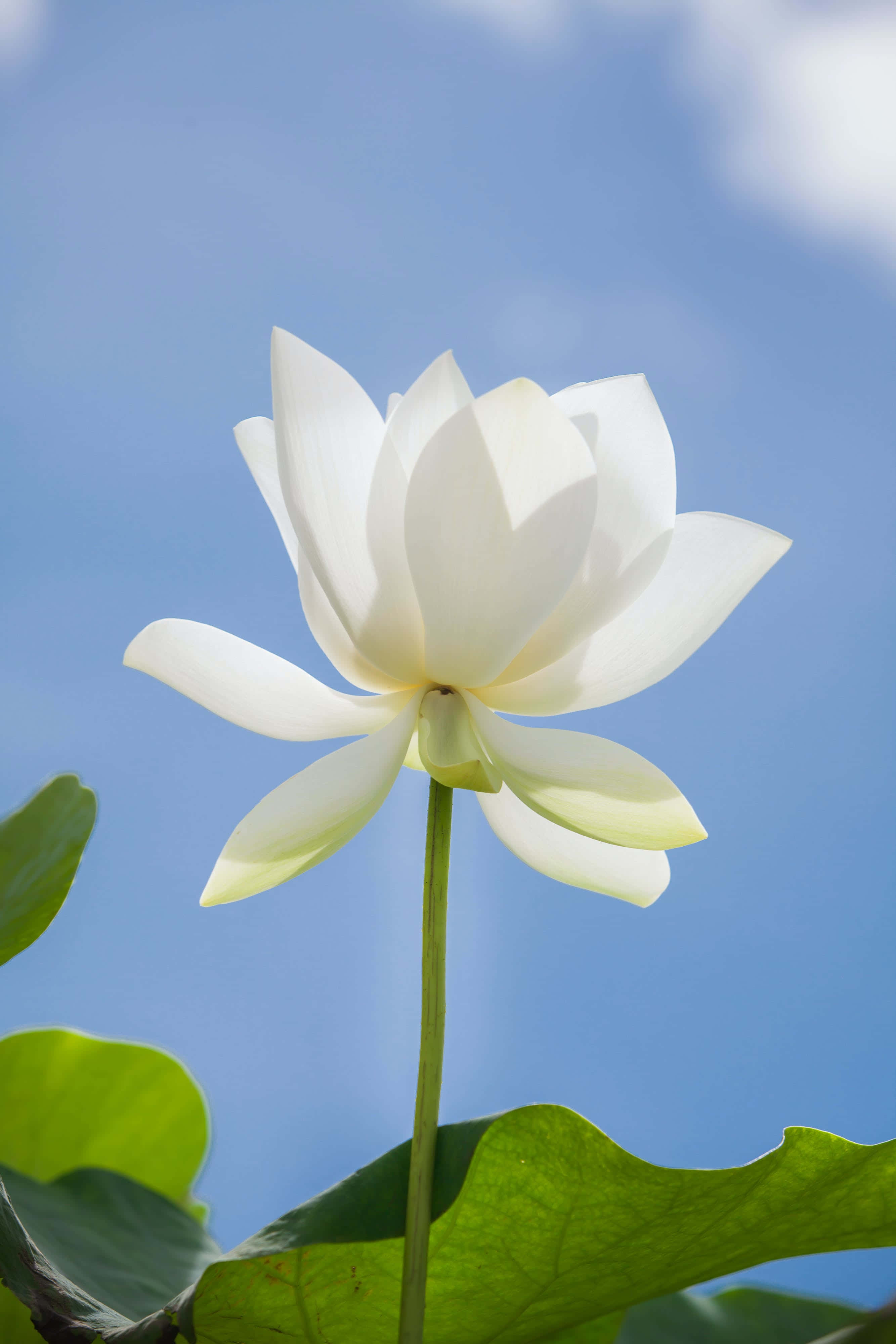 white lotus flower, clear blue sky, soft green leaves, 4K Phone Wallpaper