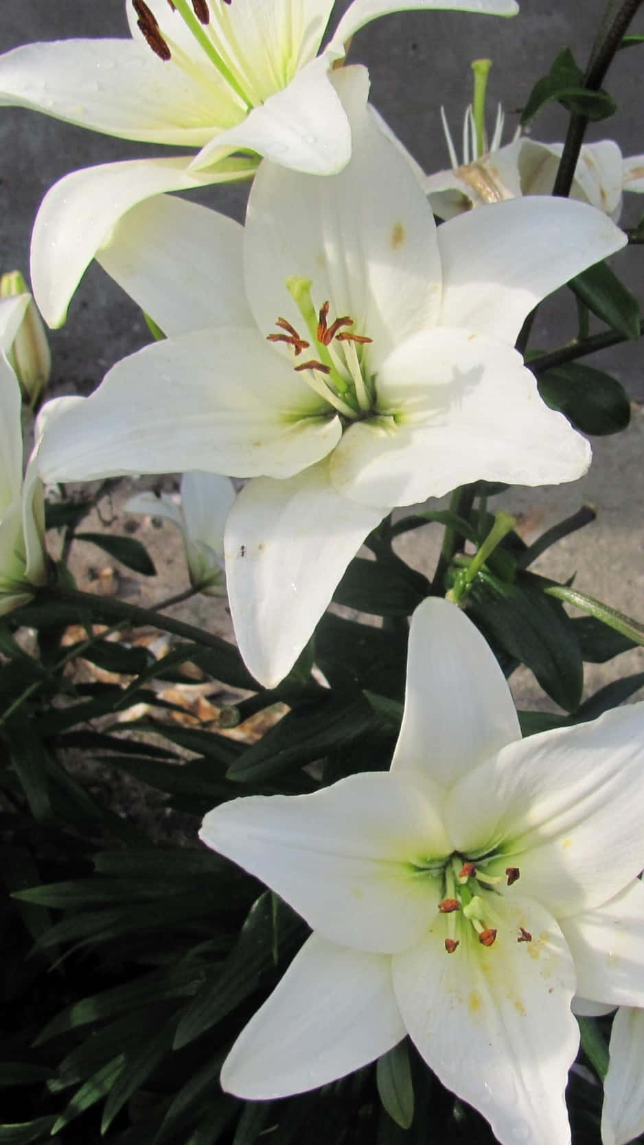 Pure White Lily Flowers, pristine white lilies, green centers, HD Phone Wallpaper