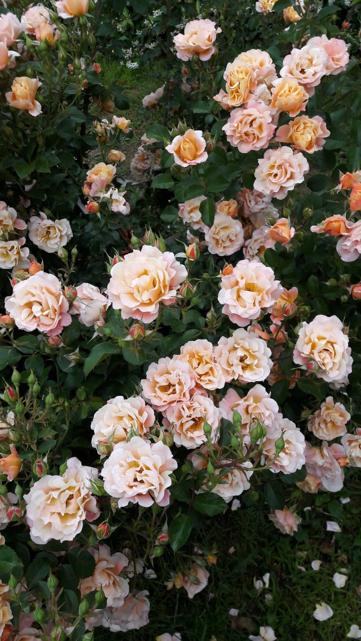 peach and cream roses, deep green foliage, soft daylight, Full HD Phone Wallpaper