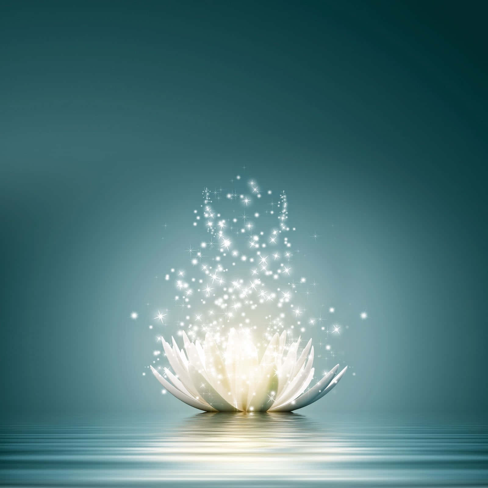 white lotus flower, calm water, sparkling light particles, HD Desktop Wallpaper