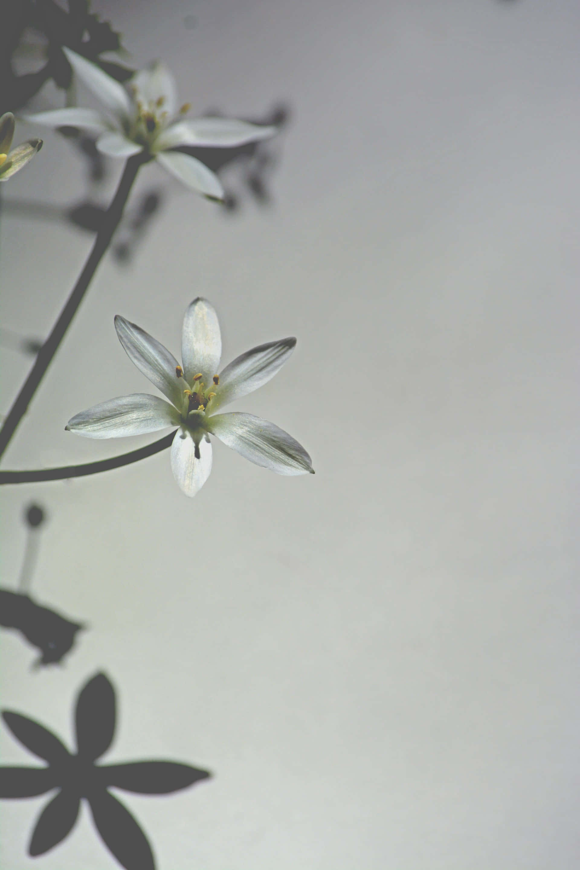 white star-shaped flowers, yellow centers, soft gray background, 2K Phone Wallpaper