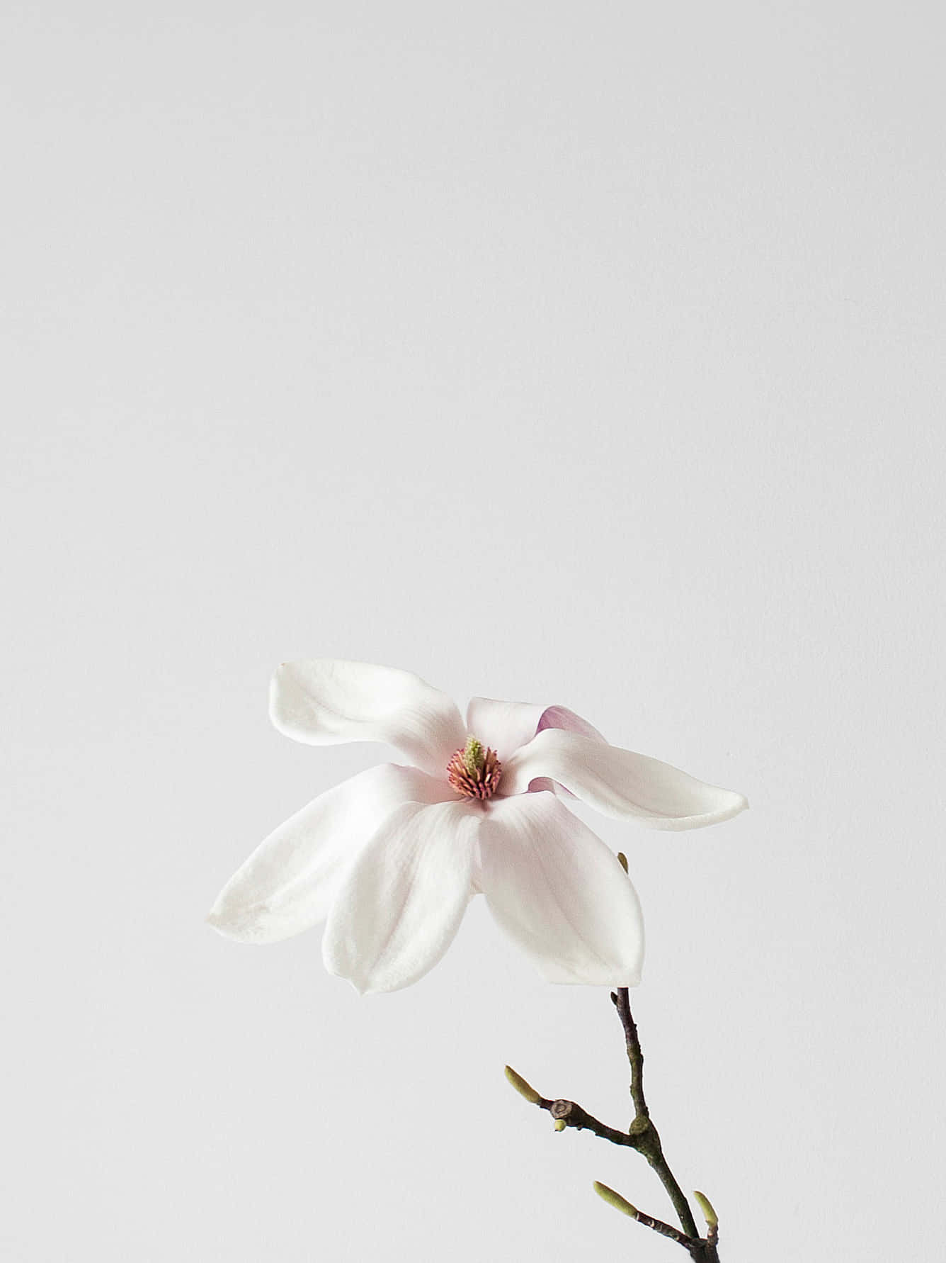 white magnolia bloom, soft pink undertones, dark center, HD Phone Wallpaper
