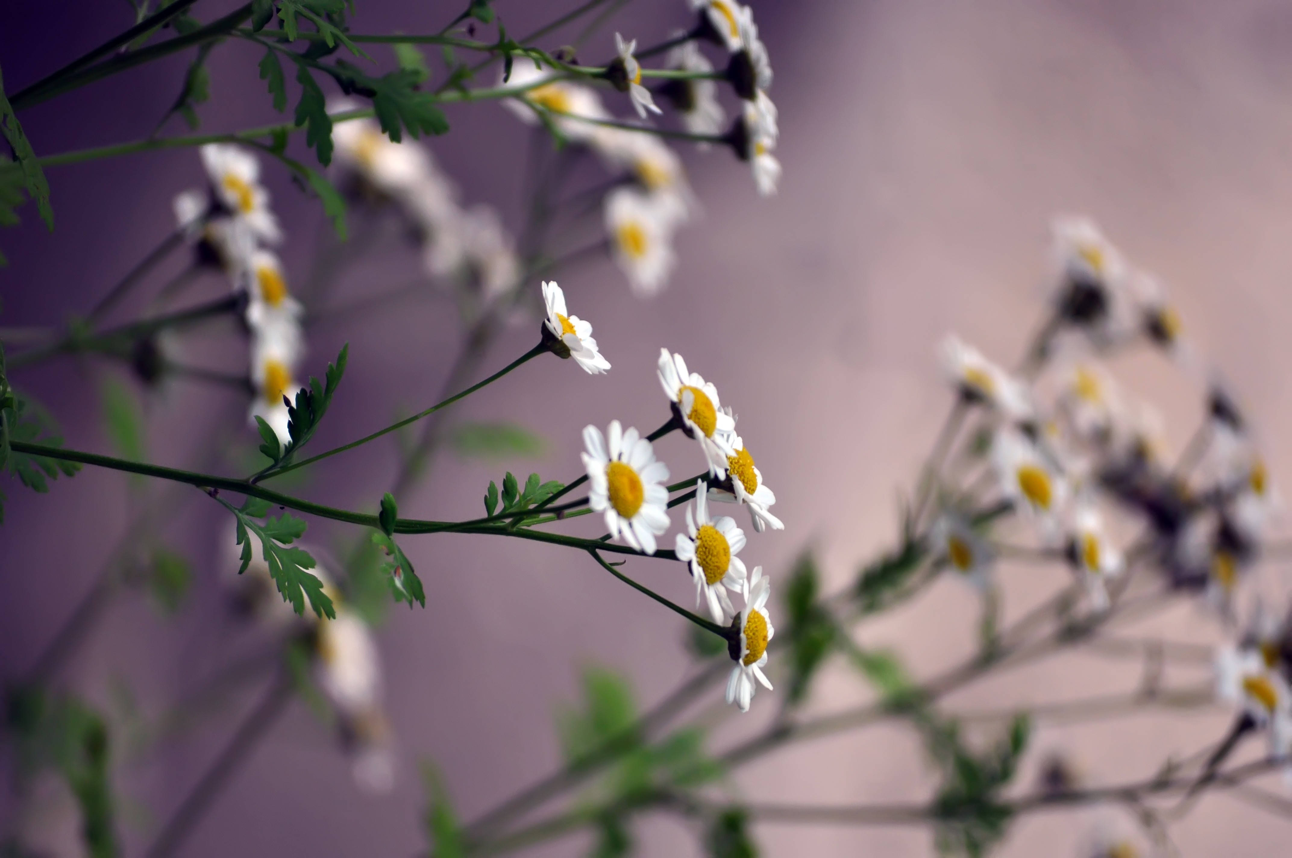 small white daisy flower, white daisies, yellow centers, 4K Desktop Wallpaper