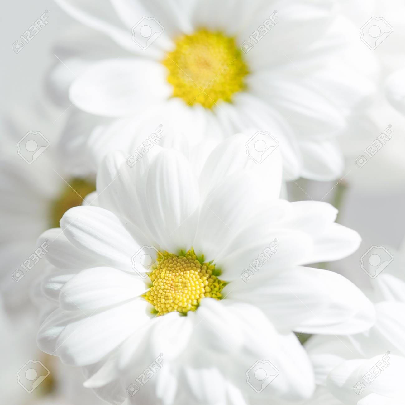elegant white flower, soft white daisies, vibrant yellow centers, HD Desktop Wallpaper