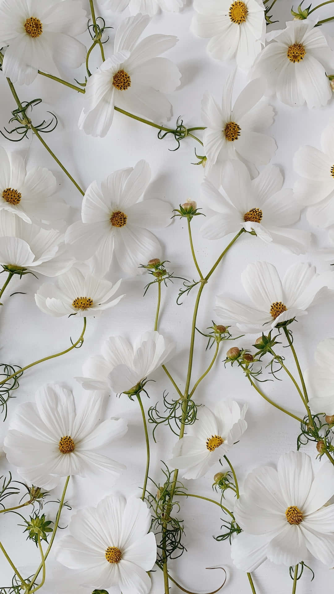 white cosmos flowers, yellow centers, green stems, Full HD Phone Wallpaper