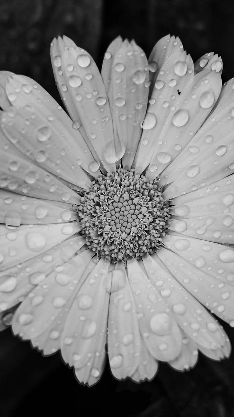 daisy, glistening water droplets, monochrome, HD Phone Wallpaper