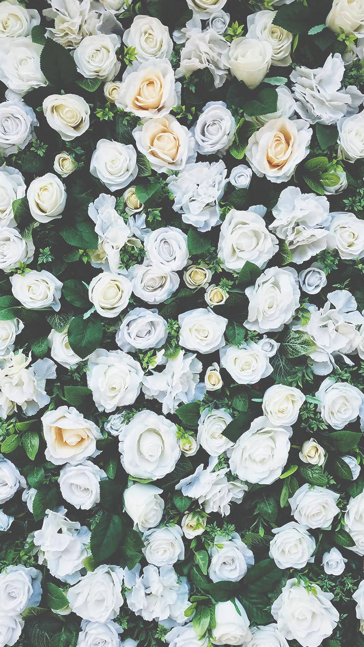 white flower garden bush, iPhone screen, white roses, HD Phone Wallpaper
