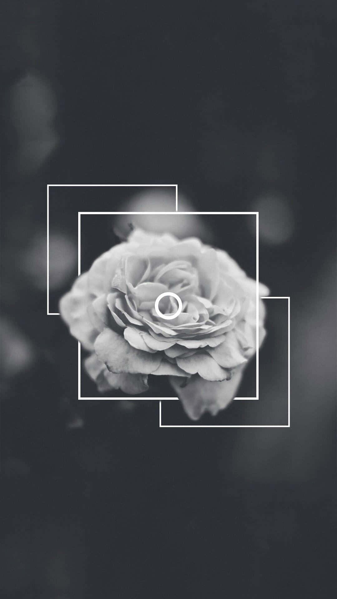 Black And White Rose Flower iPhone, monochrome rose, layered white geometric frames, Full HD Phone Wallpaper