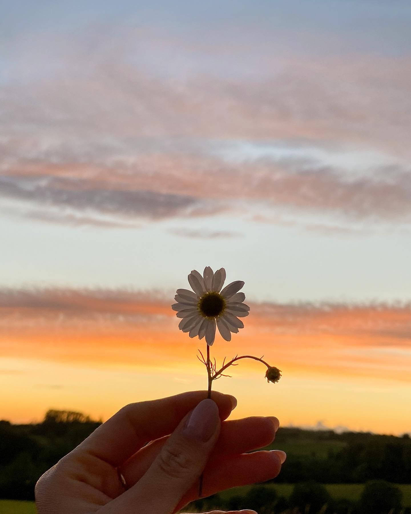 white flower, sunset, daisy, HD Phone Wallpaper