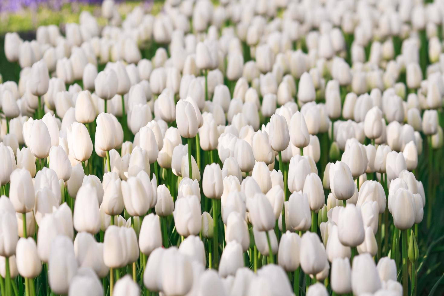 white tulips, pristine white, lush green stems, HD Desktop Wallpaper