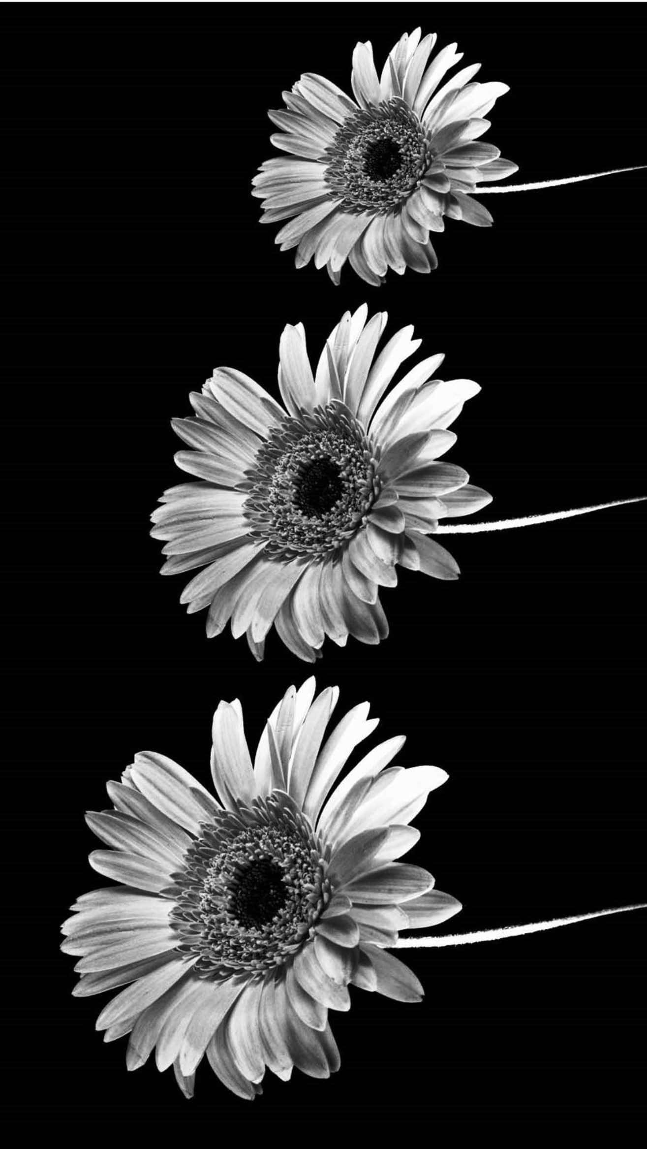 Black And White Three Daisy Flower iPhone, gerbera daisies, stark black background, Full HD Phone Wallpaper