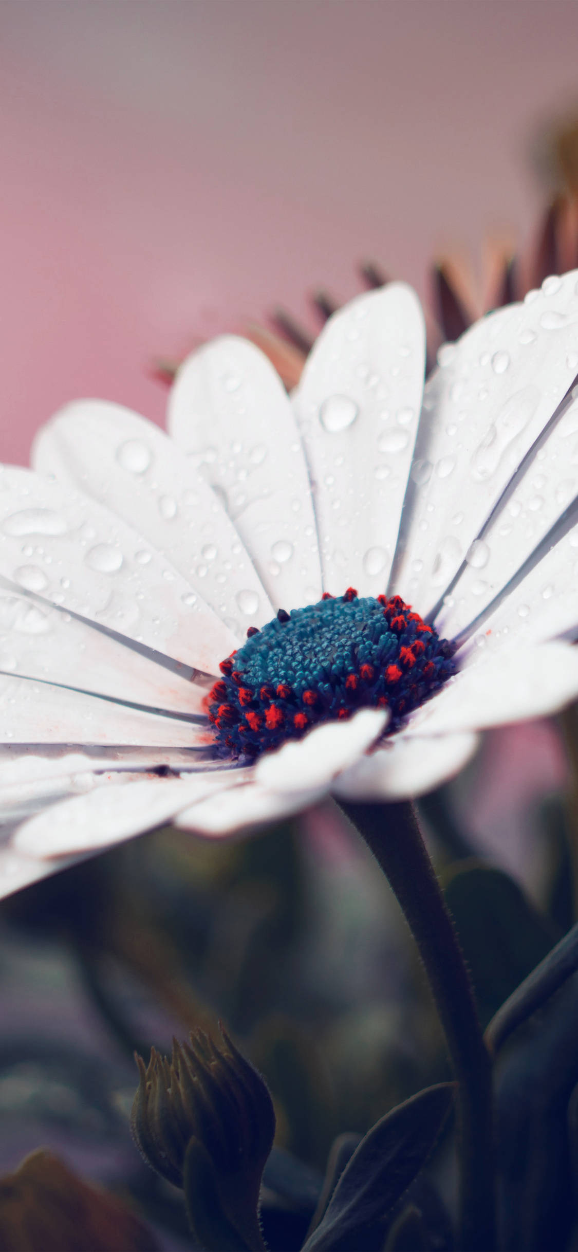 white daisy, dew drops, vivid blue and red center, Full HD Phone Wallpaper
