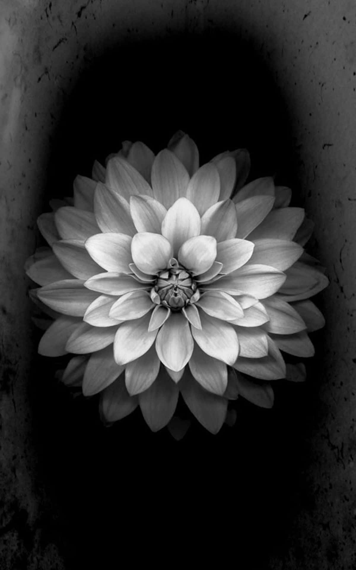 black and white lotus flower, monochrome dahlia flower, dark textured background, Full HD Phone Wallpaper